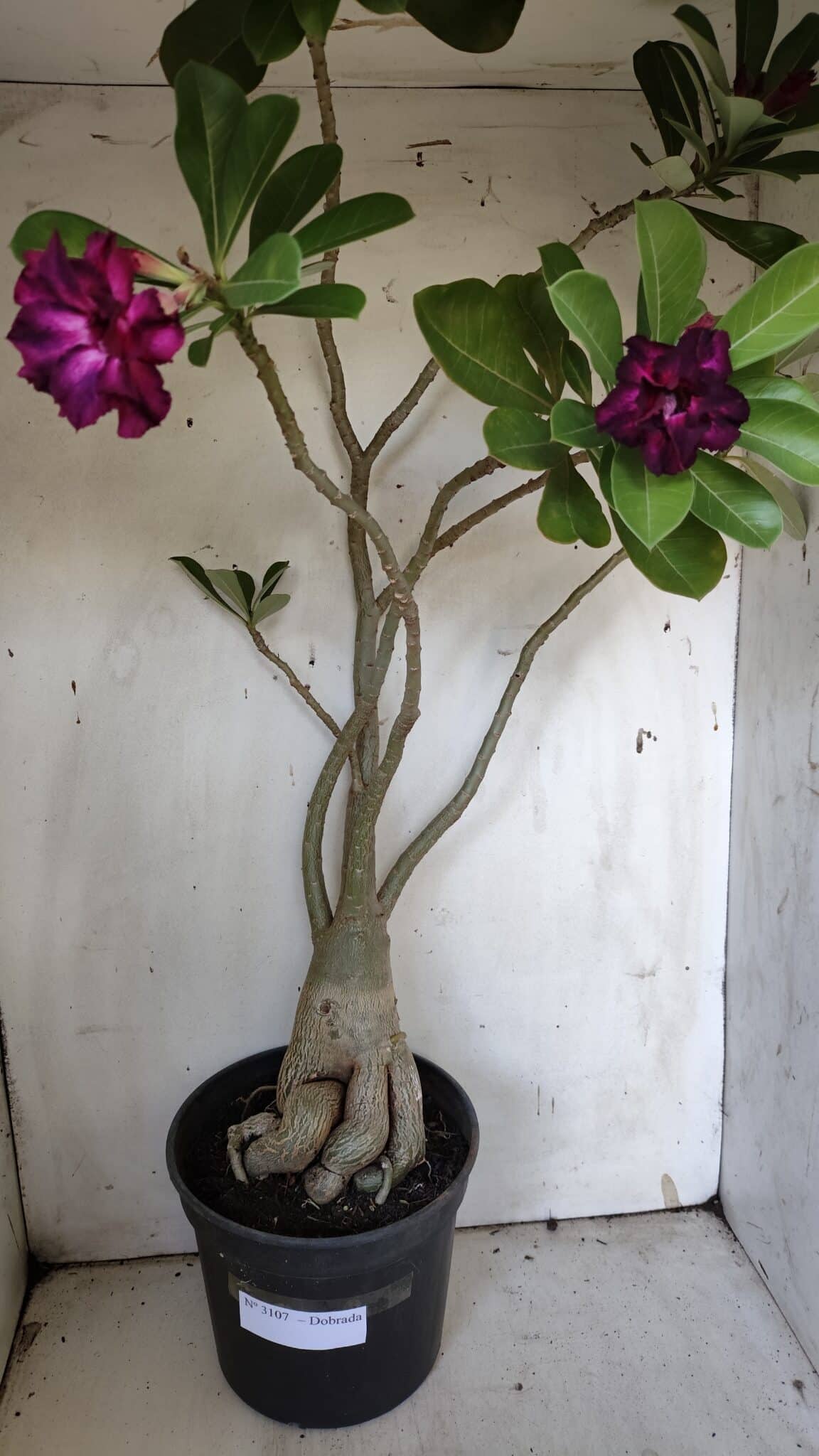 Planta Dobrada 3107 – 70cm – 05 anos