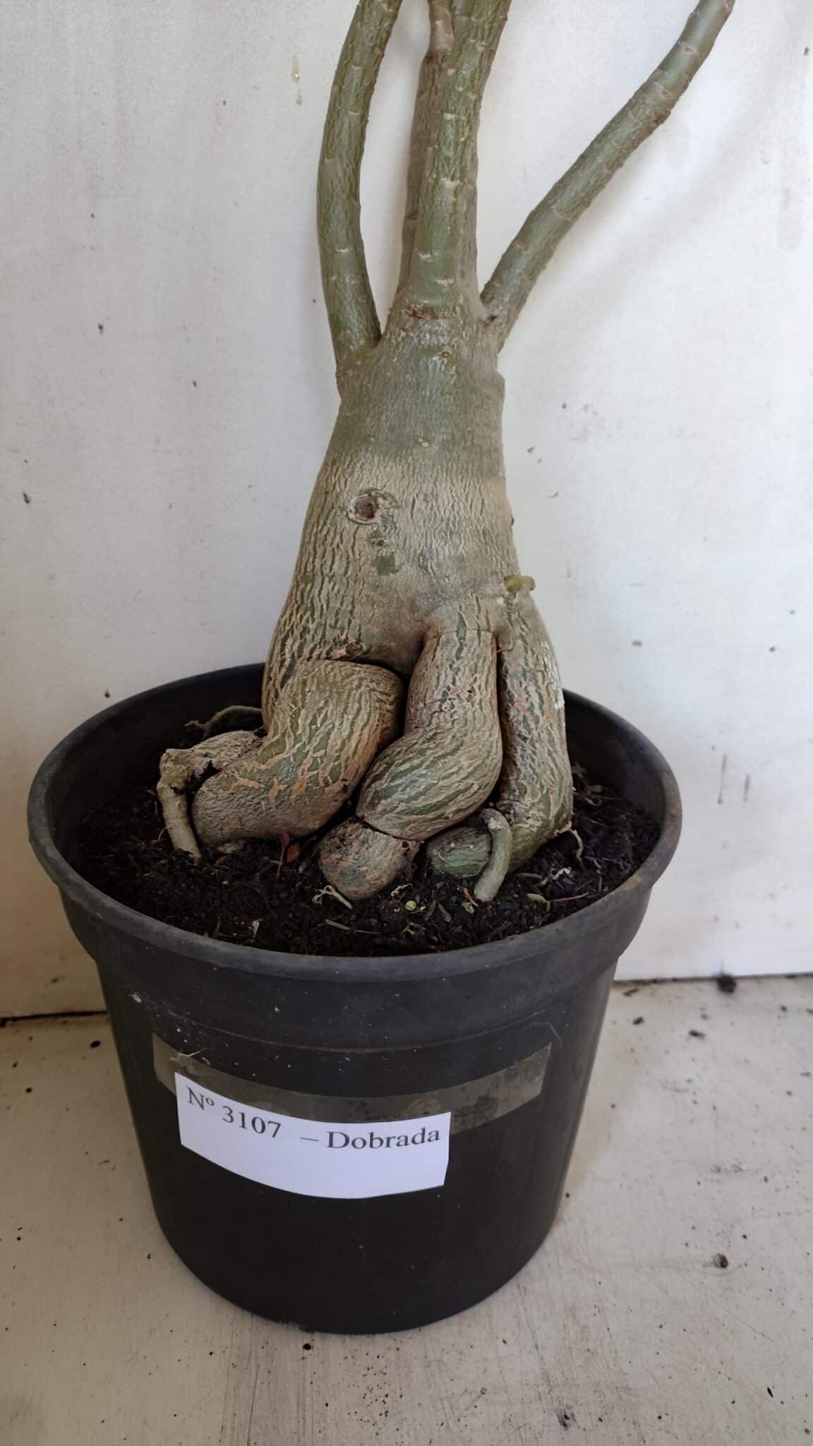 Planta Dobrada 3107 – 70cm – 05 anos