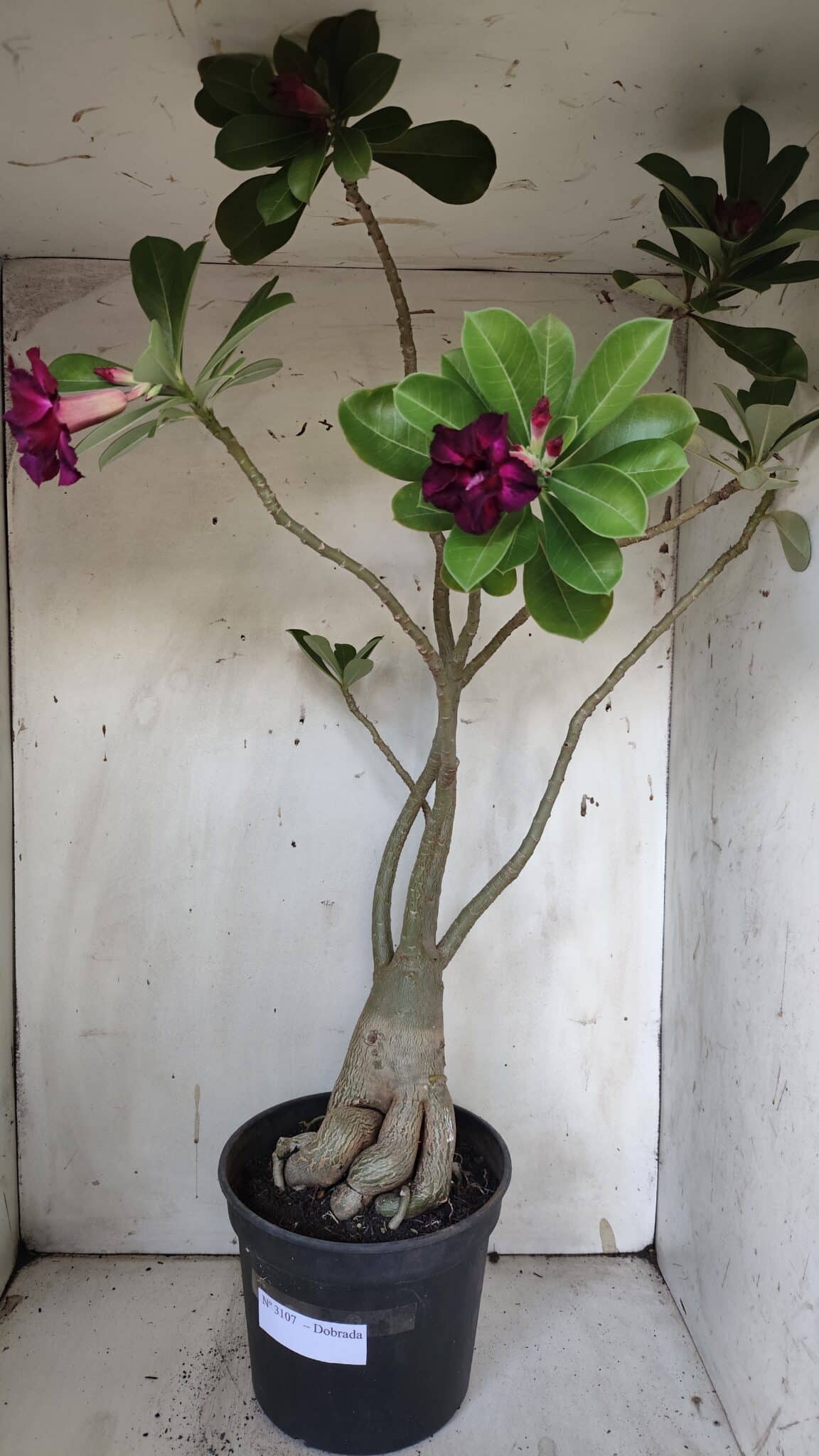 Planta Dobrada 3107 – 70cm – 05 anos