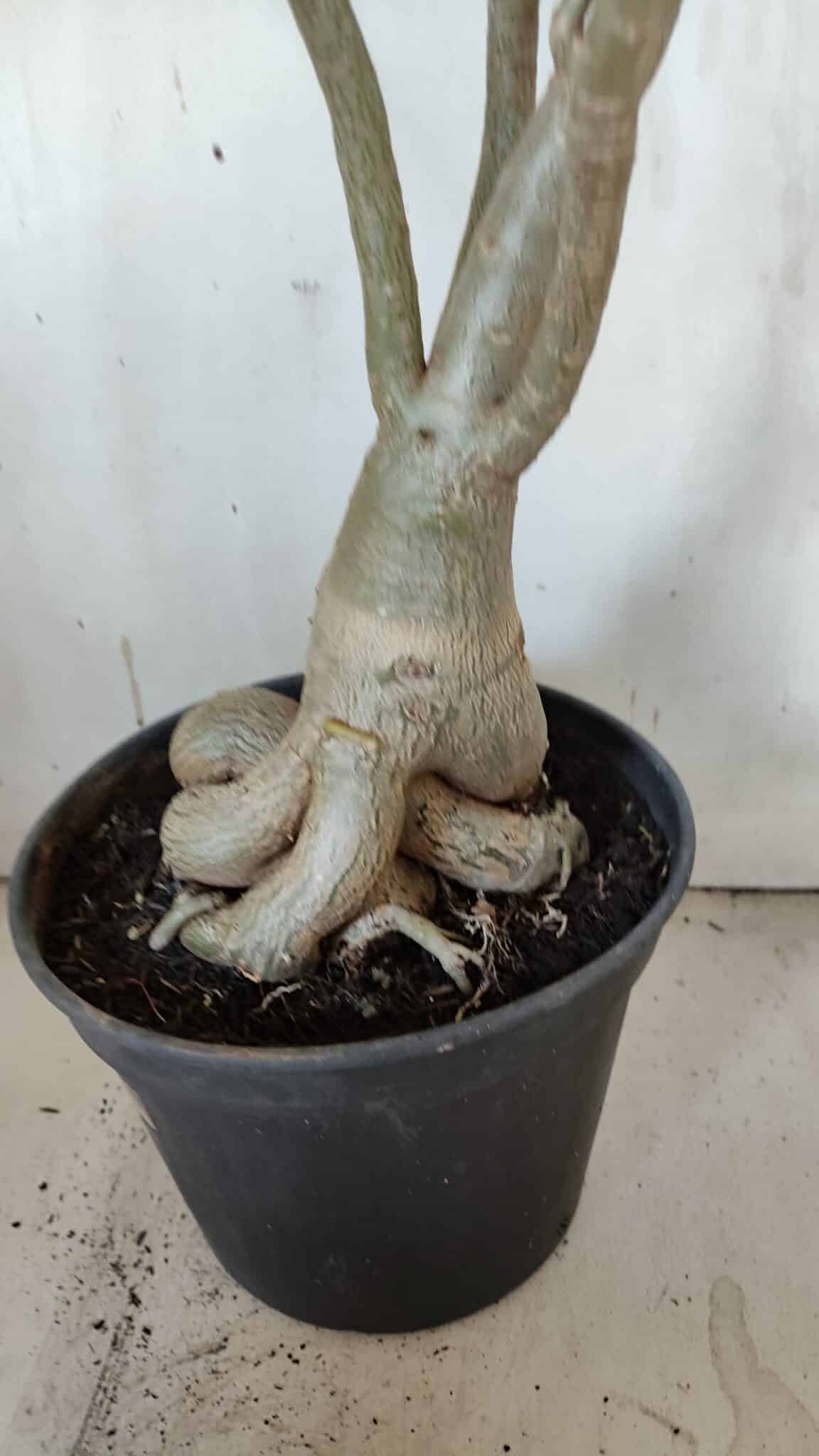 Planta Dobrada 3107 – 70cm – 05 anos