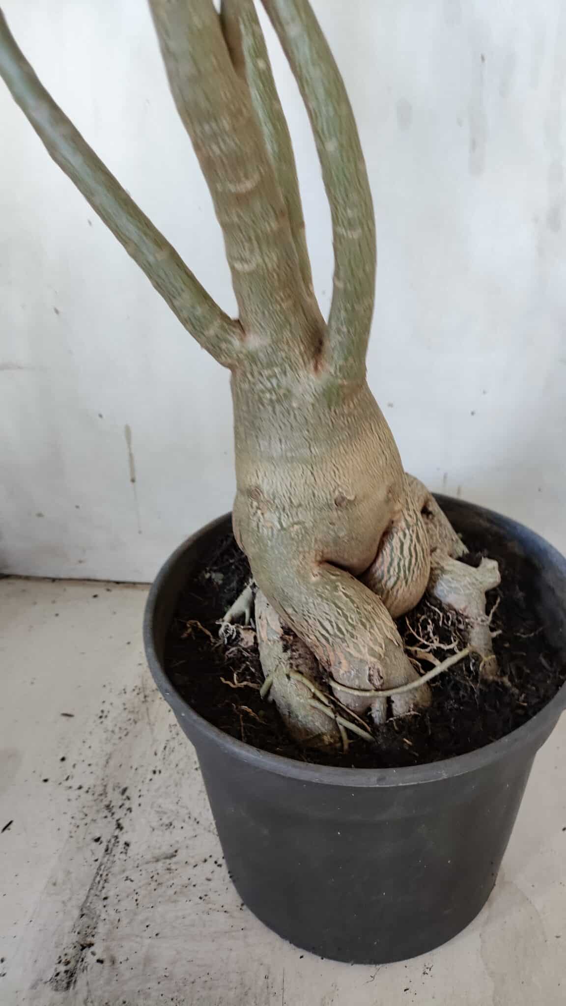 Planta Dobrada 3107 – 70cm – 05 anos