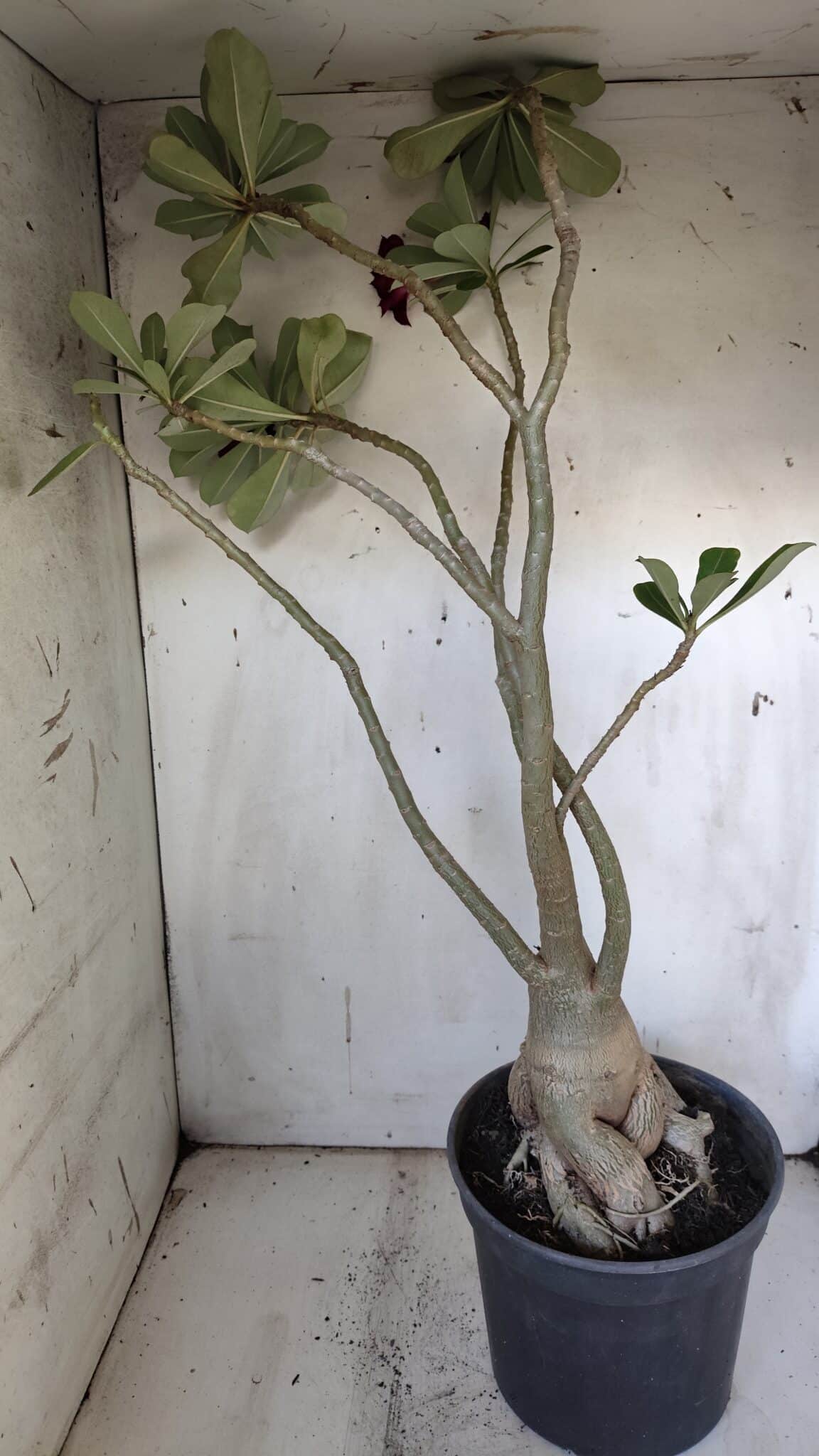 Planta Dobrada 3107 – 70cm – 05 anos