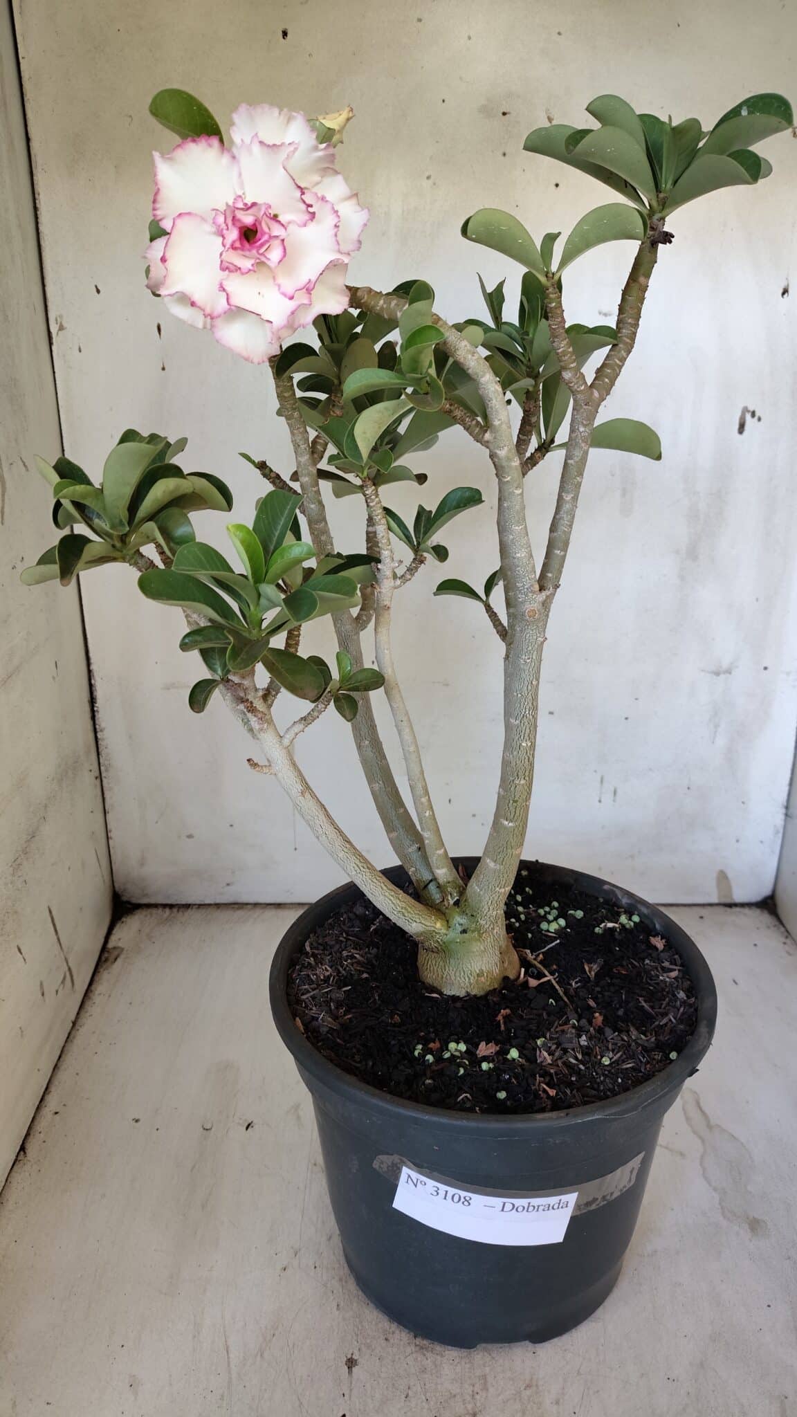 Planta Dobrada 3108 – 45cm – 04 anos