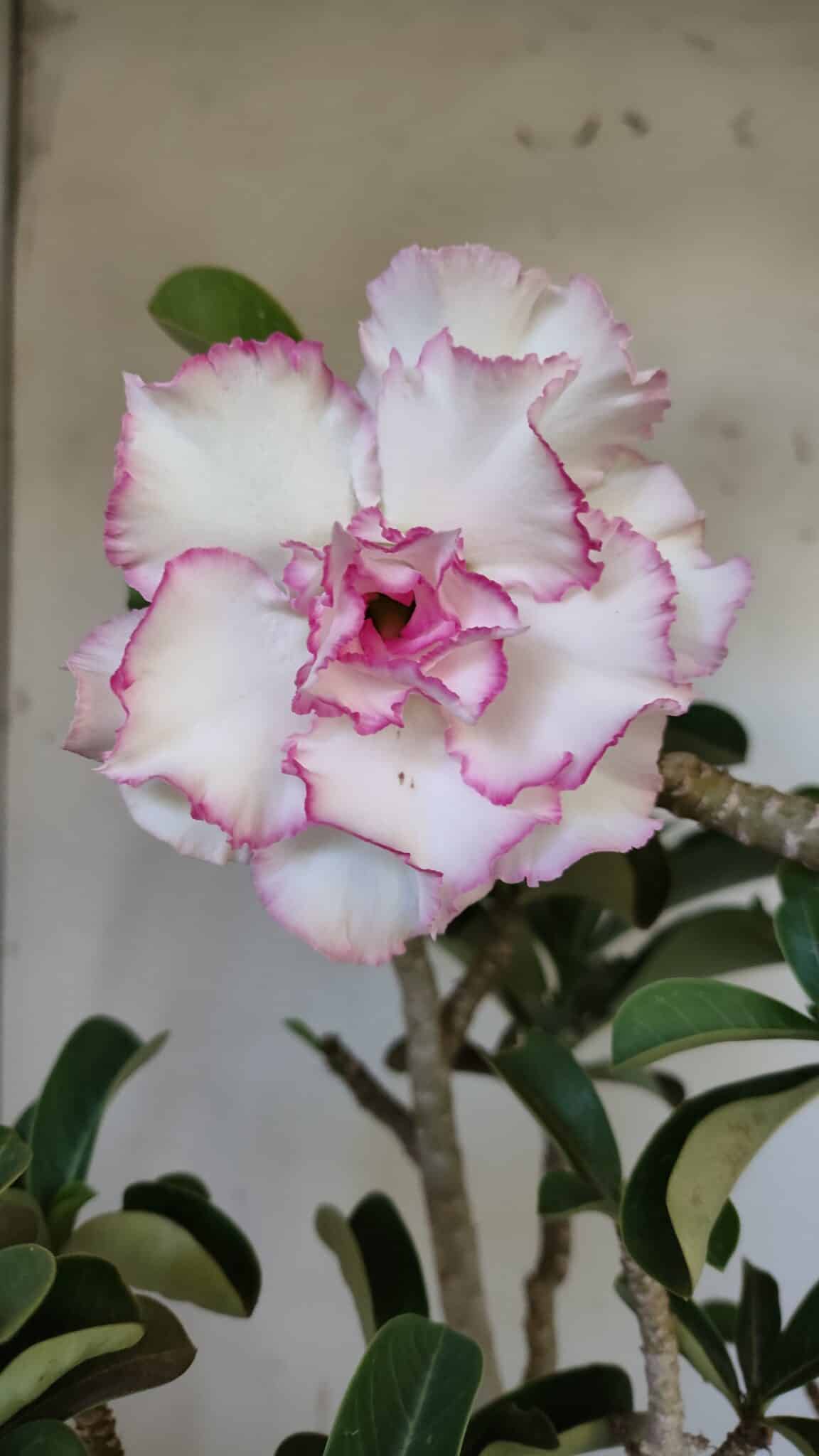 Planta Dobrada 3108 – 45cm – 04 anos