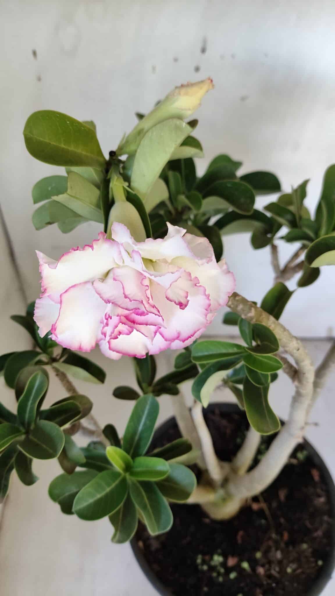 Planta Dobrada 3108 – 45cm – 04 anos