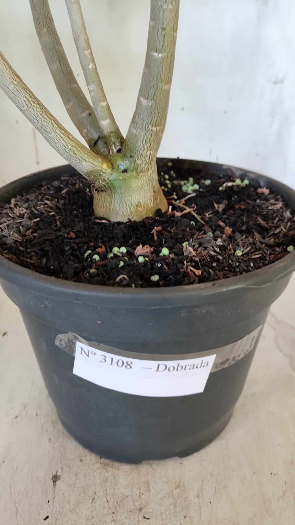 Planta Dobrada 3108 – 45cm – 04 anos