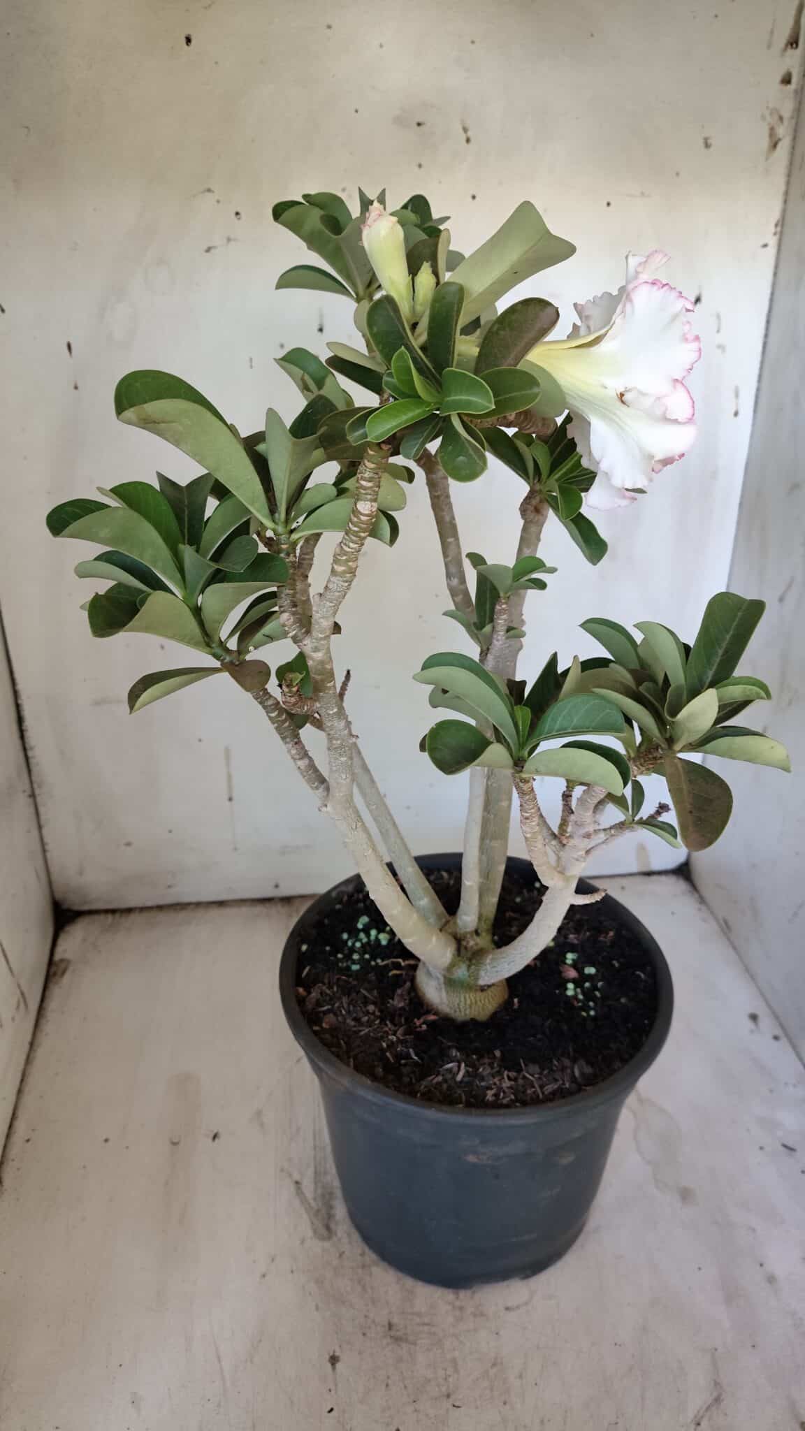 Planta Dobrada 3108 – 45cm – 04 anos