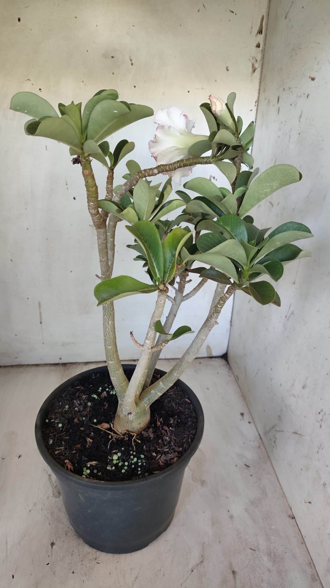 Planta Dobrada 3108 – 45cm – 04 anos