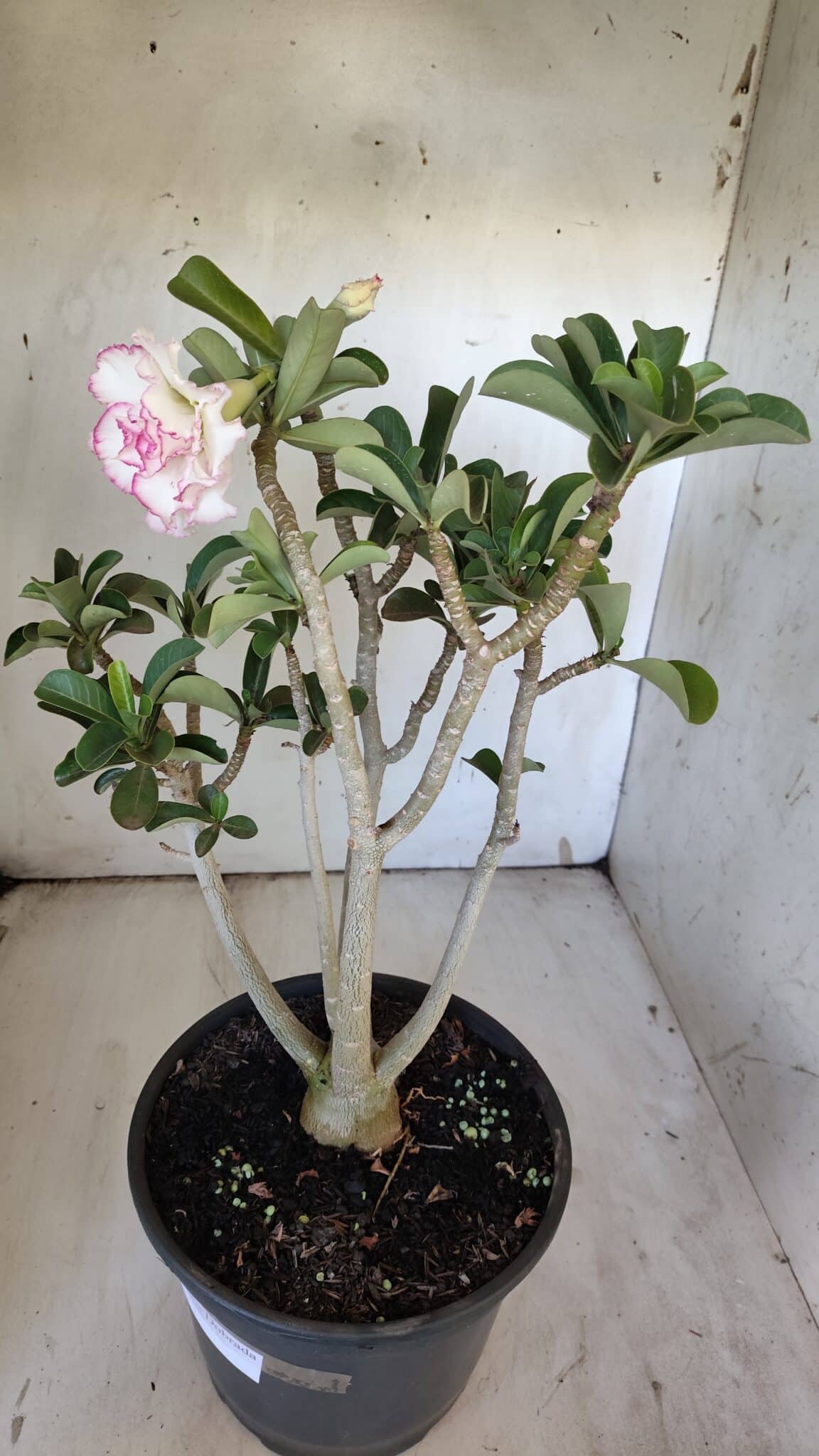 Planta Dobrada 3108 – 45cm – 04 anos