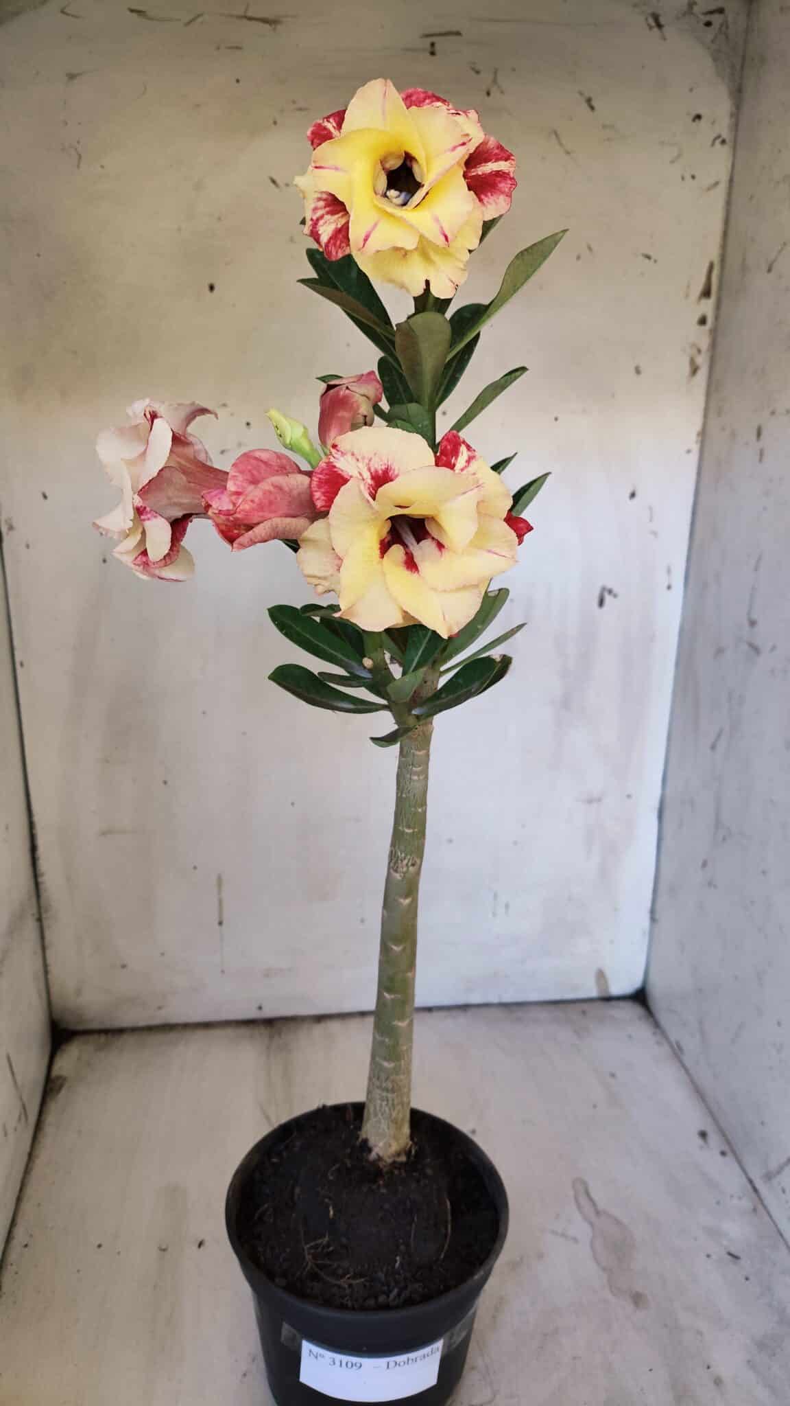 Planta Dobrada 3109 – 35cm – 03 anos