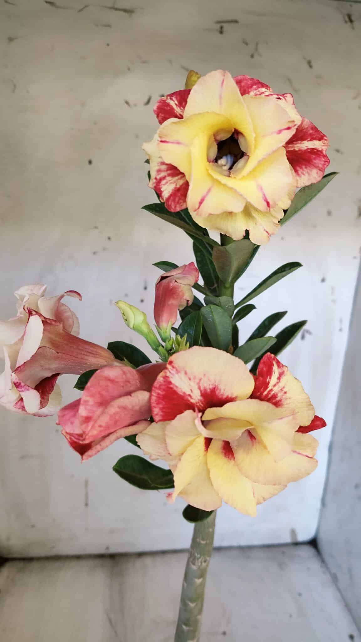 Planta Dobrada 3109 – 35cm – 03 anos