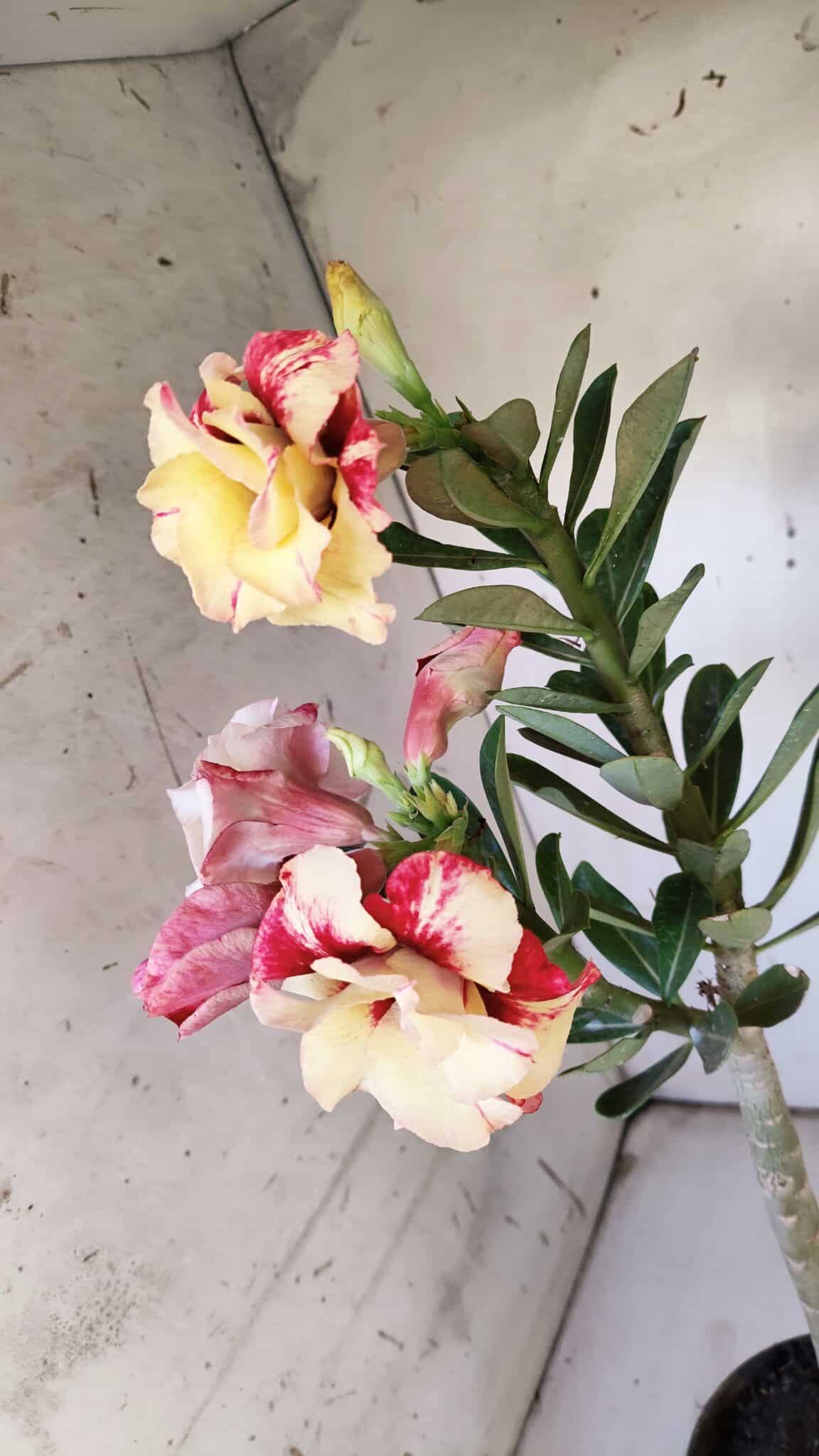 Planta Dobrada 3109 – 35cm – 03 anos