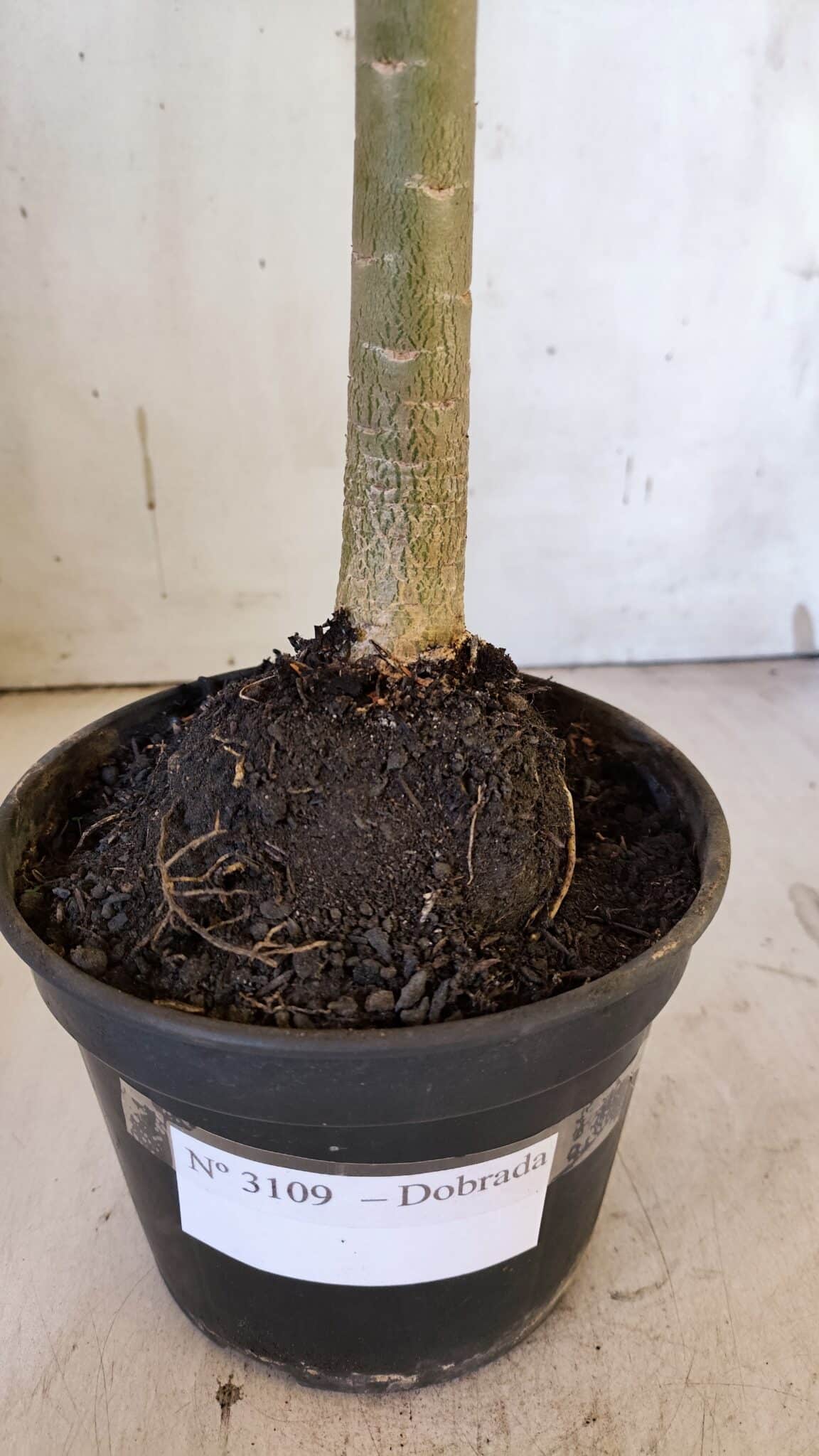 Planta Dobrada 3109 – 35cm – 03 anos