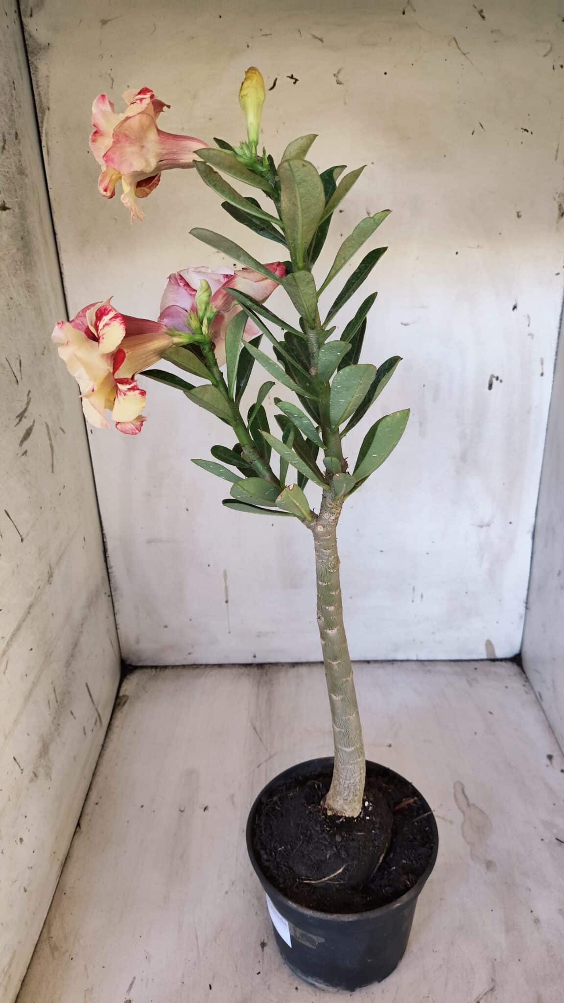 Planta Dobrada 3109 – 35cm – 03 anos