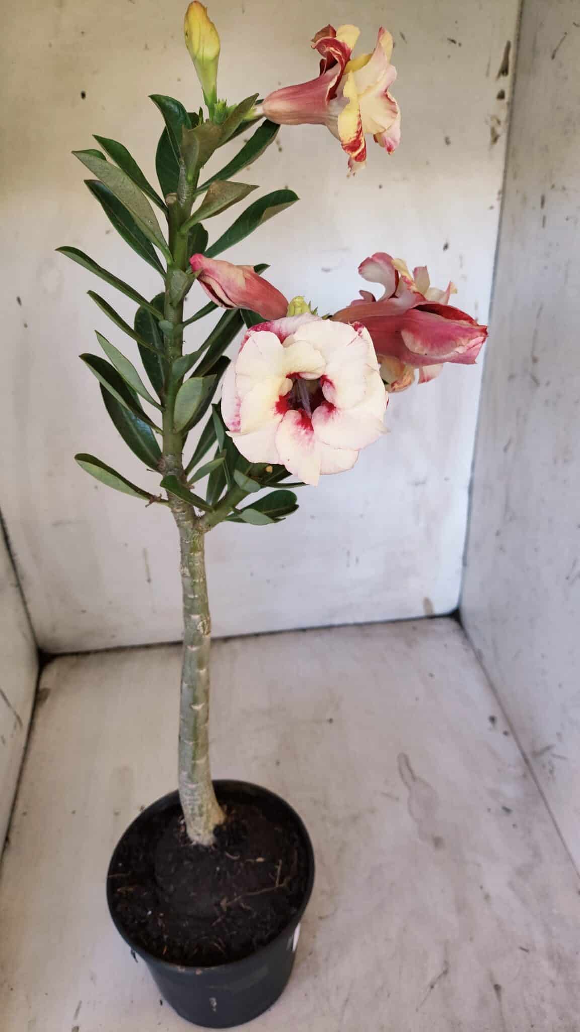 Planta Dobrada 3109 – 35cm – 03 anos