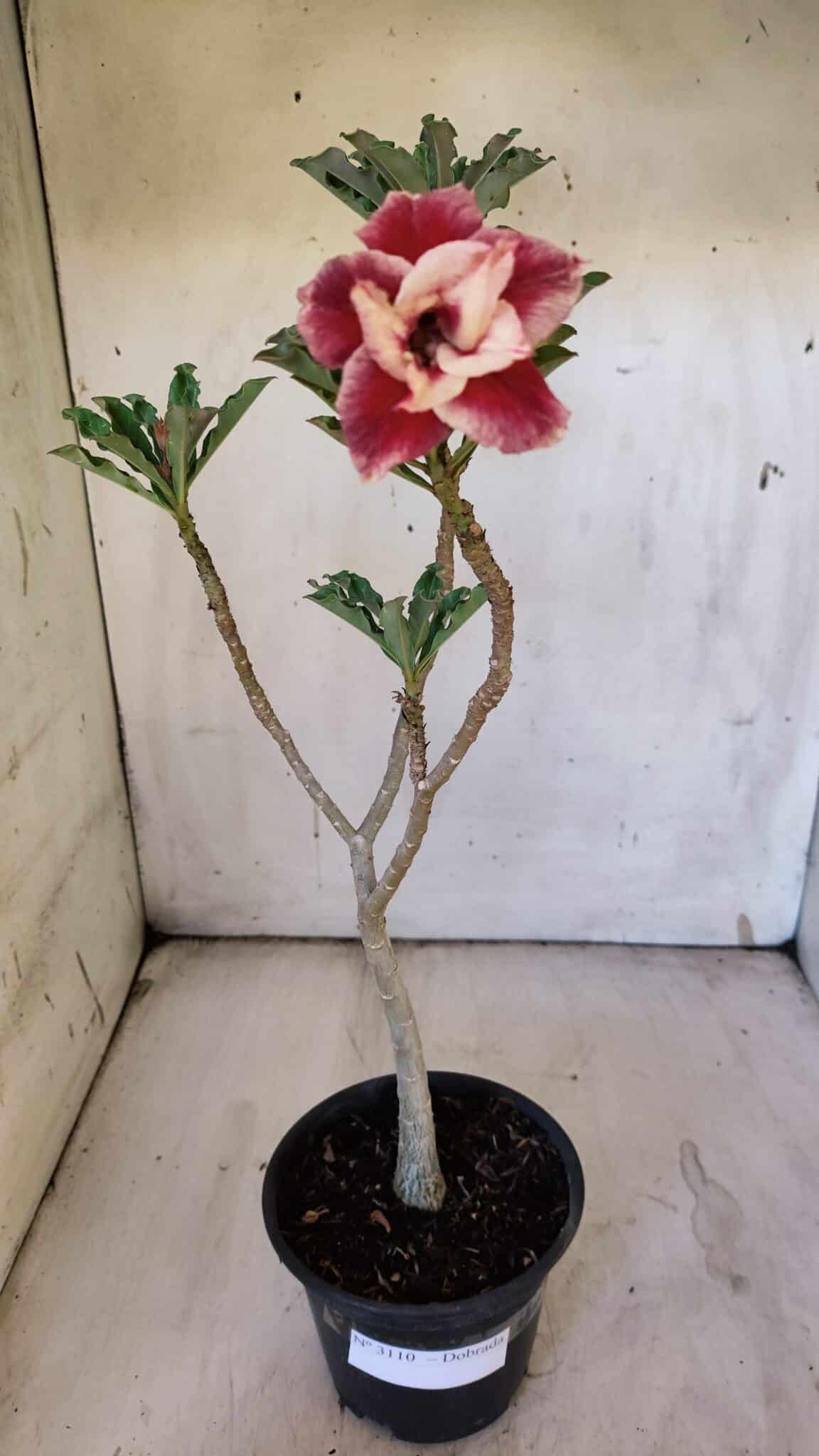Planta Dobrada 3110 – 30cm – 02 anos
