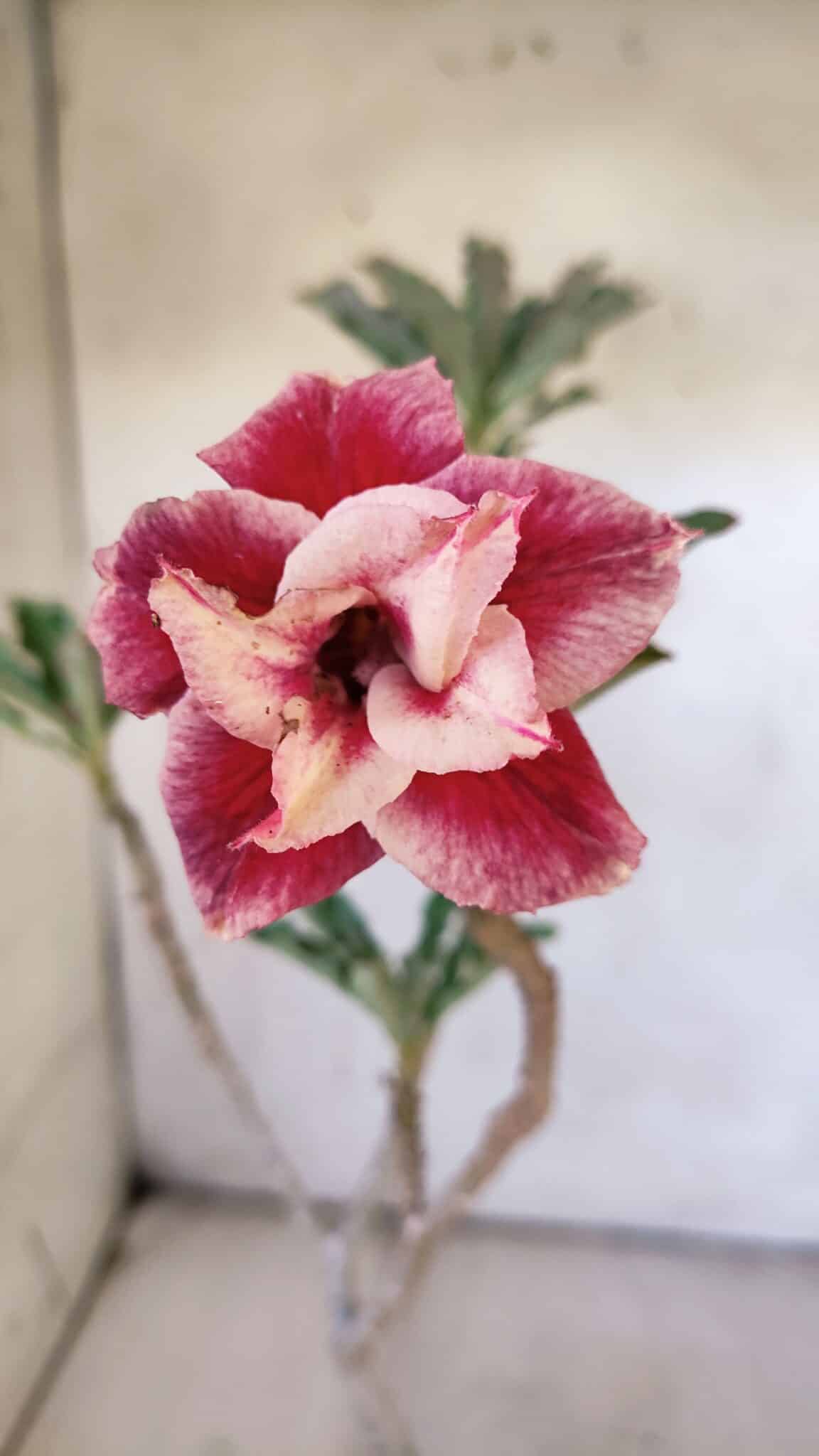 Planta Dobrada 3110 – 30cm – 02 anos