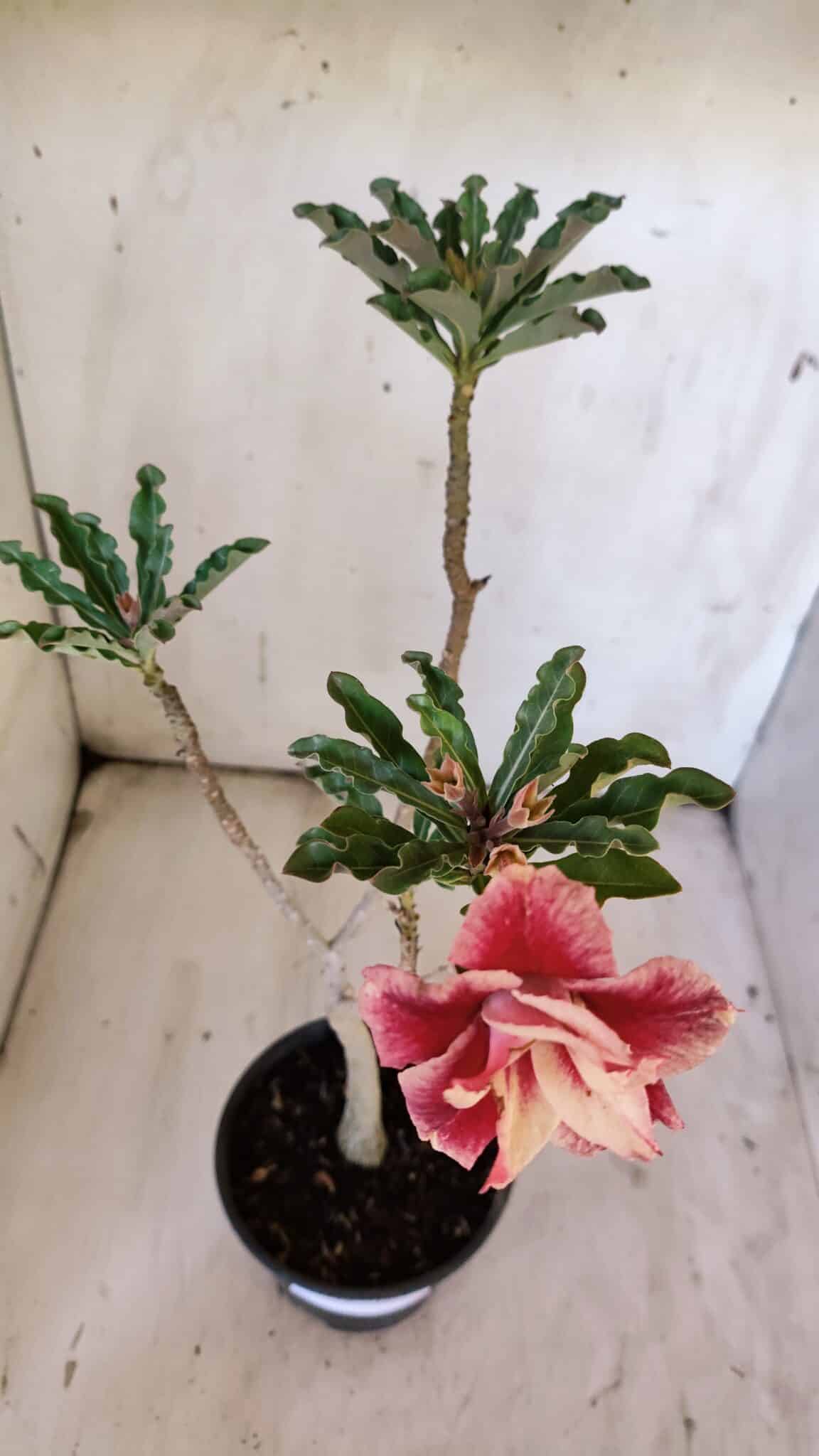 Planta Dobrada 3110 – 30cm – 02 anos