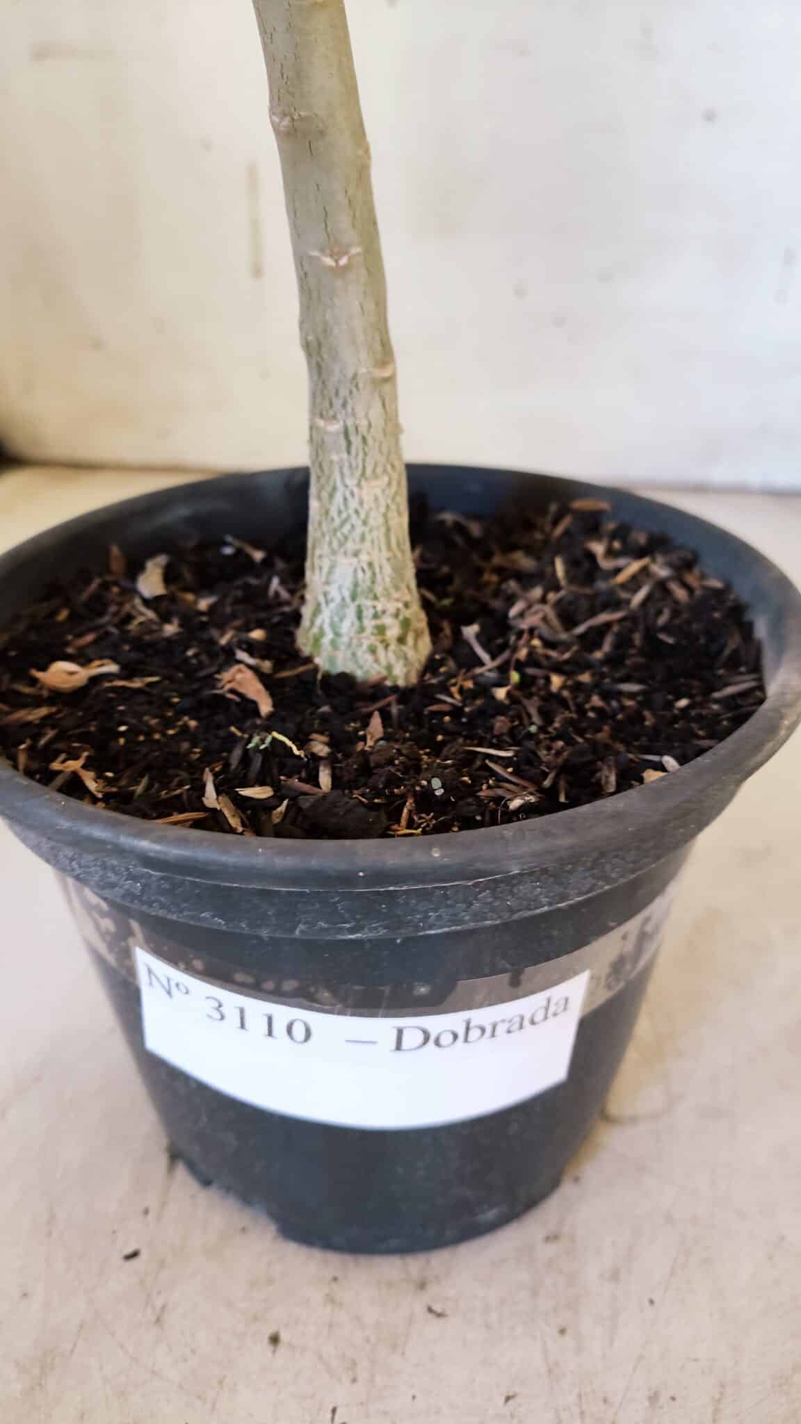 Planta Dobrada 3110 – 30cm – 02 anos