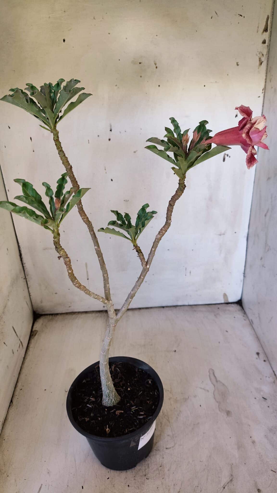 Planta Dobrada 3110 – 30cm – 02 anos