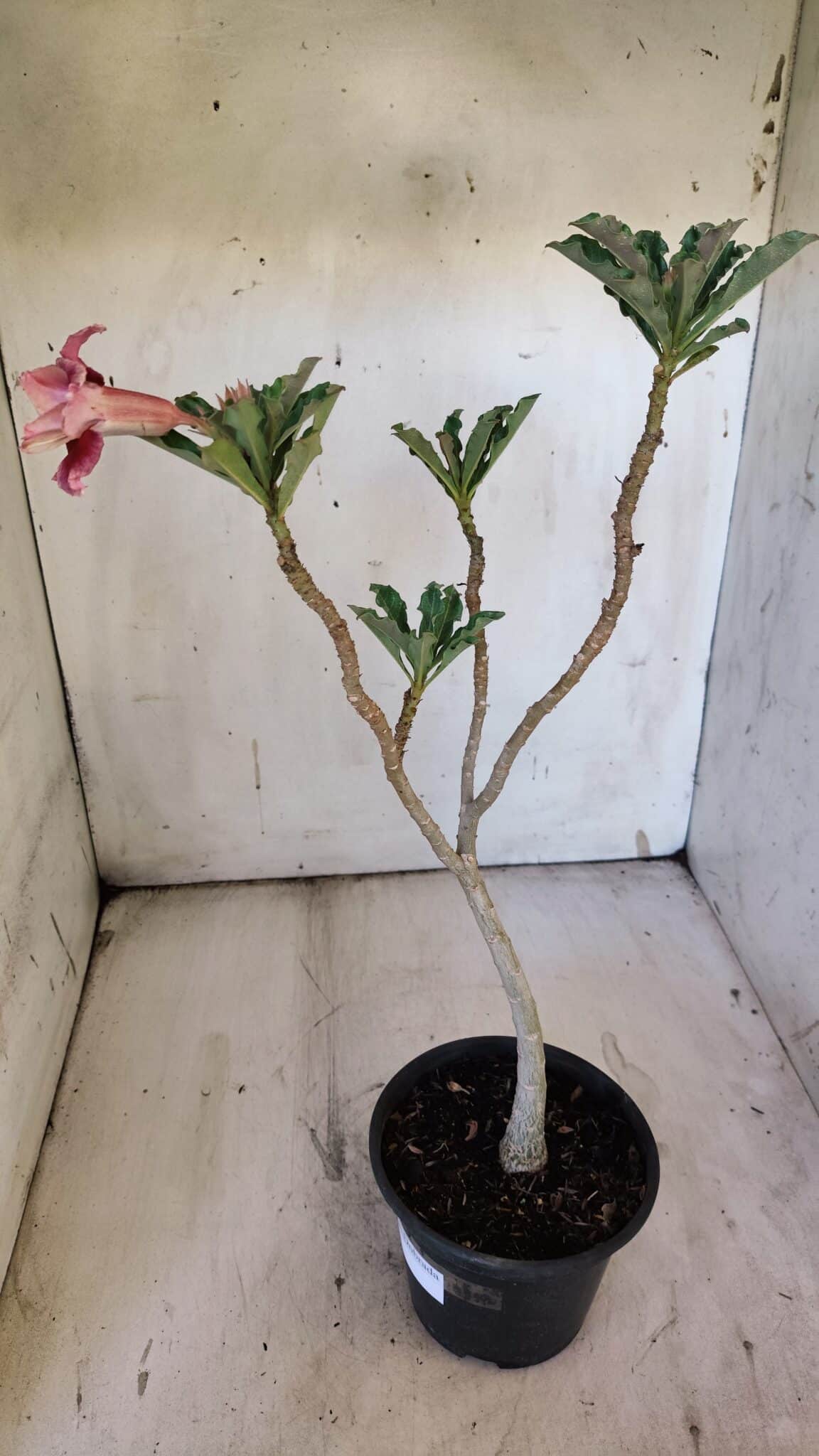 Planta Dobrada 3110 – 30cm – 02 anos