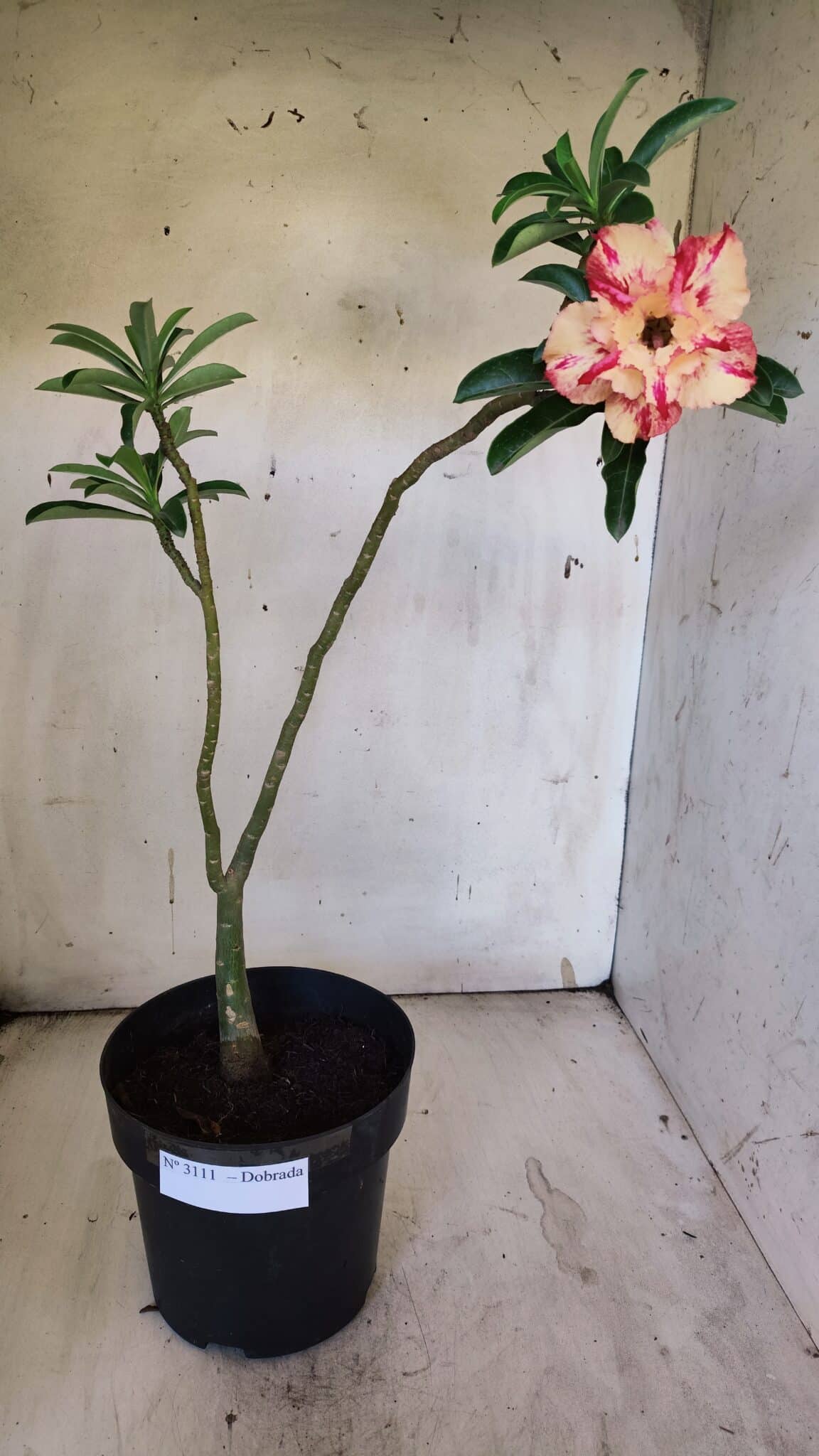 Planta Dobrada 3111 – 40cm – 03 anos