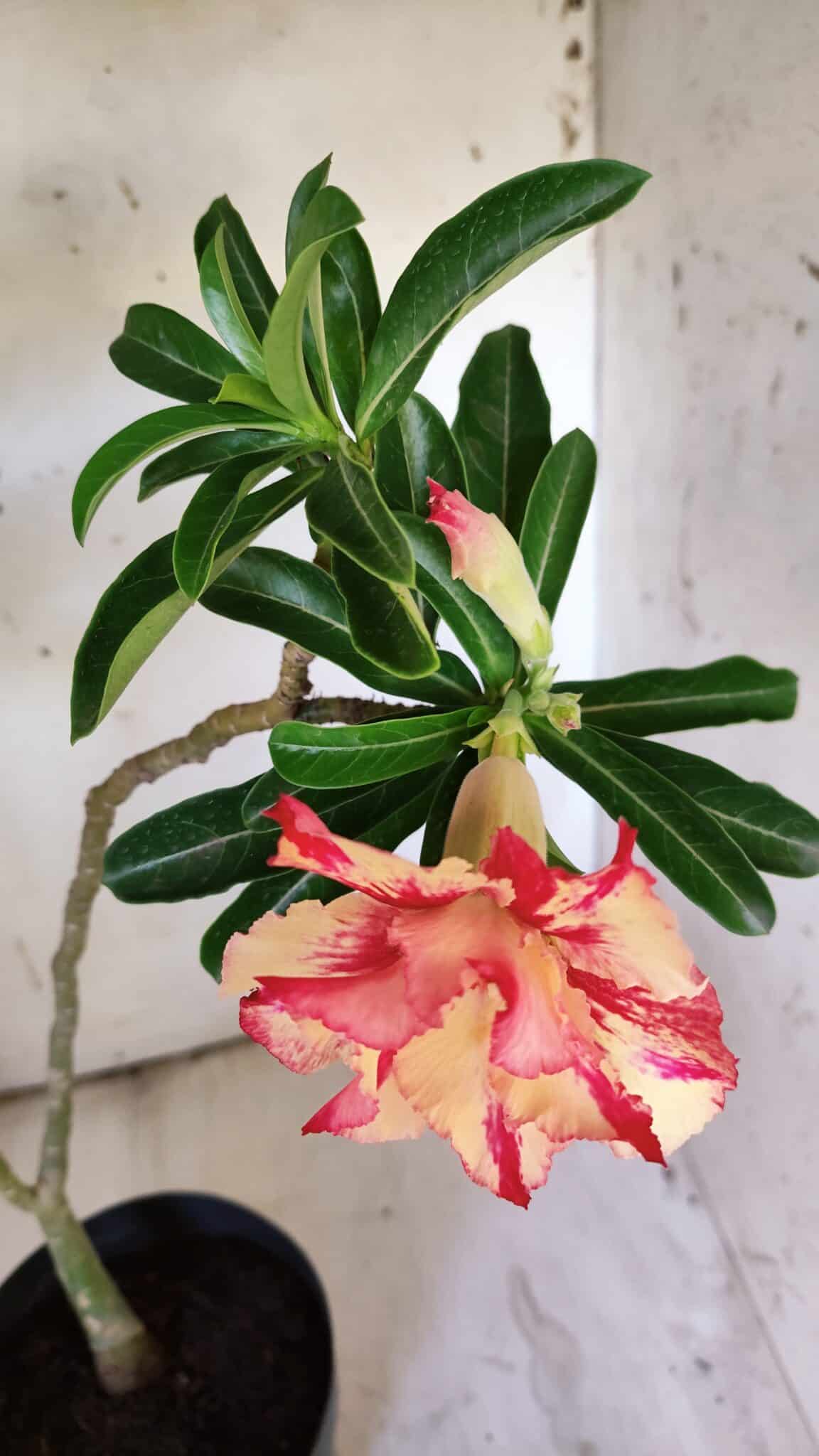 Planta Dobrada 3111 – 40cm – 03 anos