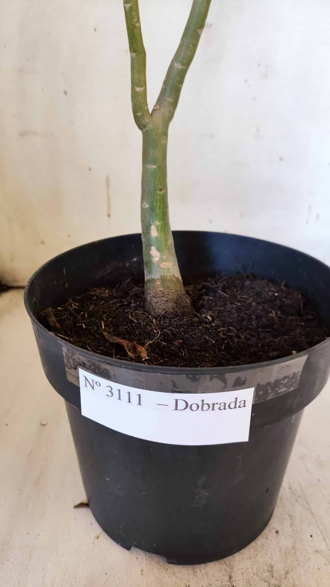 Planta Dobrada 3111 – 40cm – 03 anos