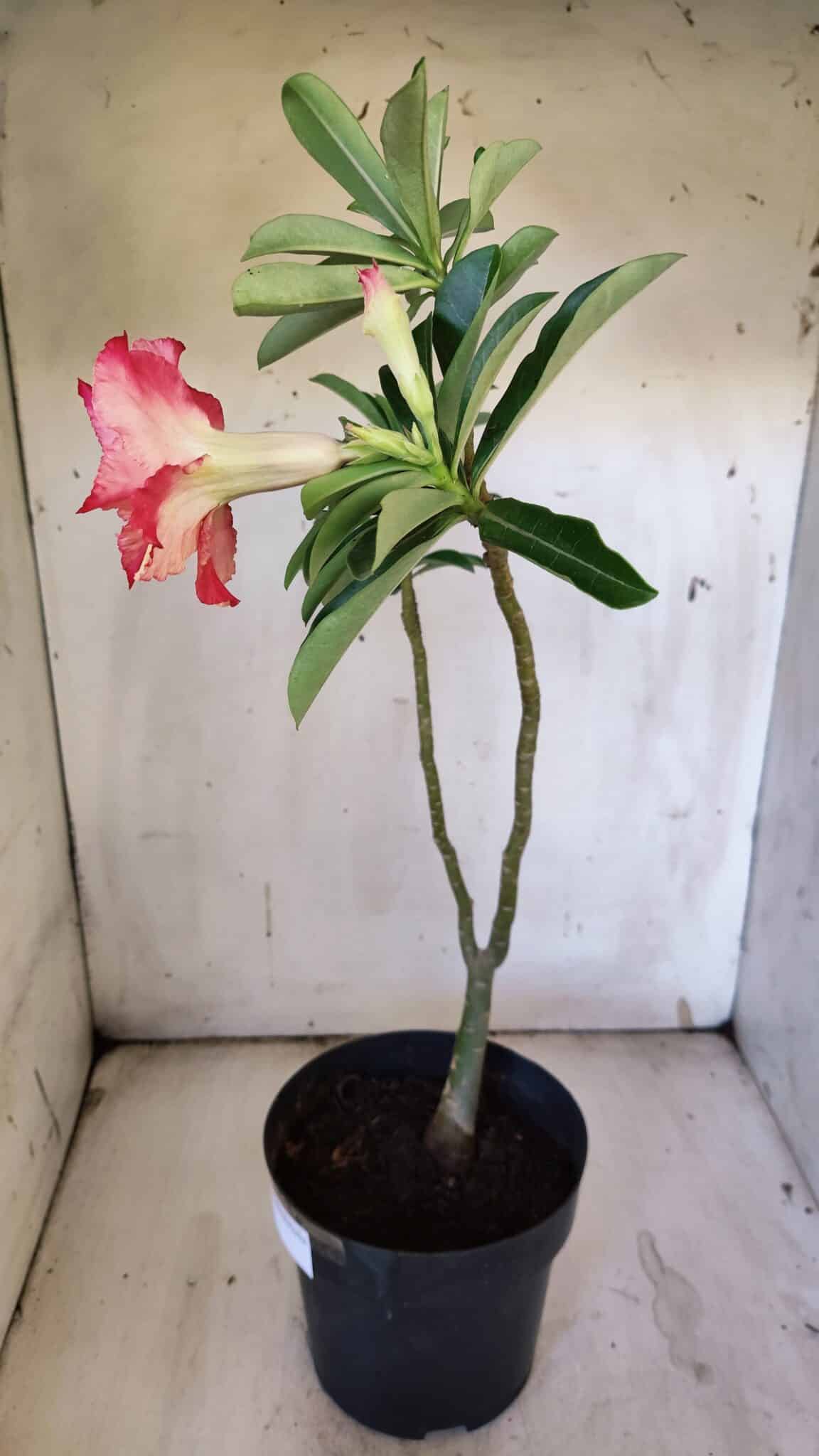 Planta Dobrada 3111 – 40cm – 03 anos