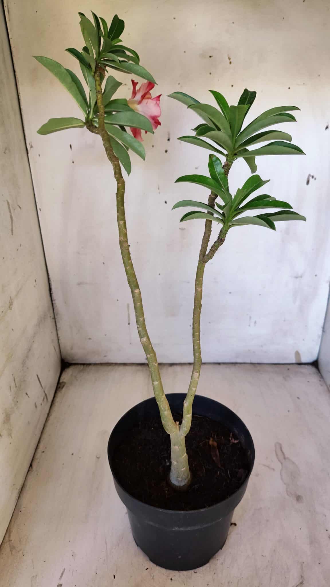 Planta Dobrada 3111 – 40cm – 03 anos