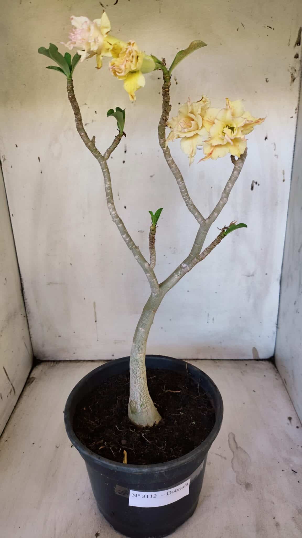 Planta Dobrada 3112 – 40cm – 03 anos