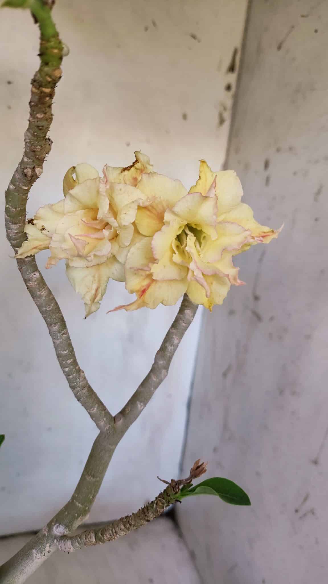 Planta Dobrada 3112 – 40cm – 03 anos