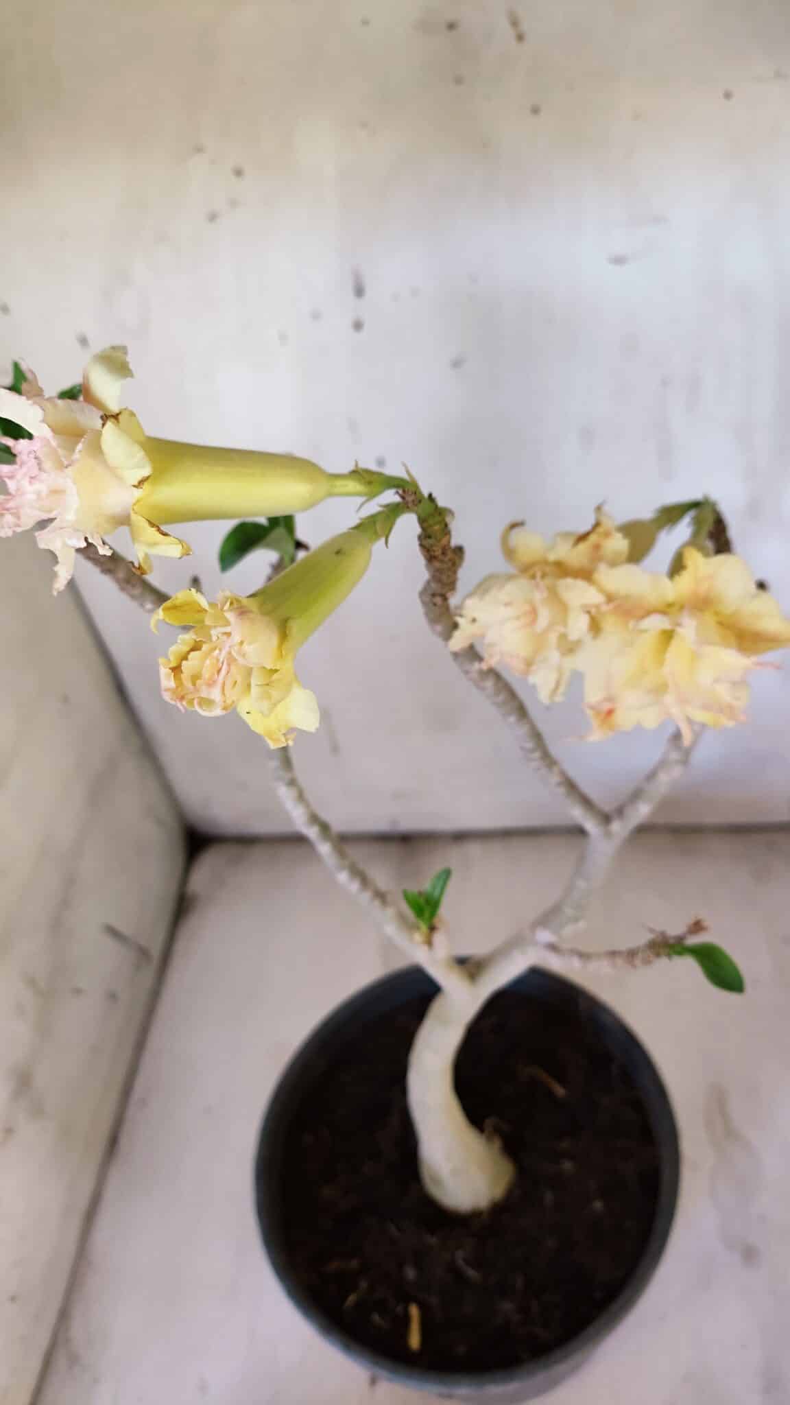 Planta Dobrada 3112 – 40cm – 03 anos