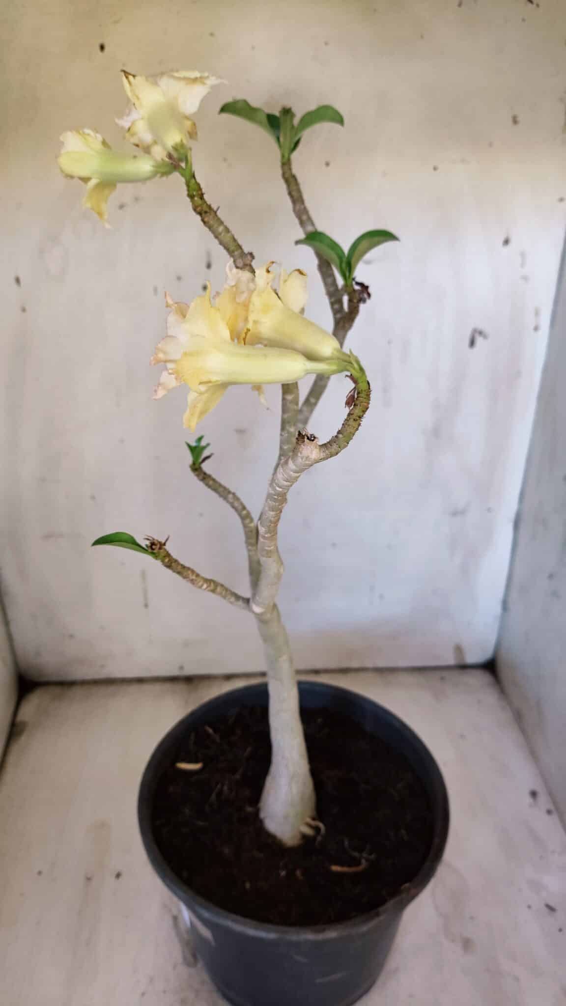 Planta Dobrada 3112 – 40cm – 03 anos