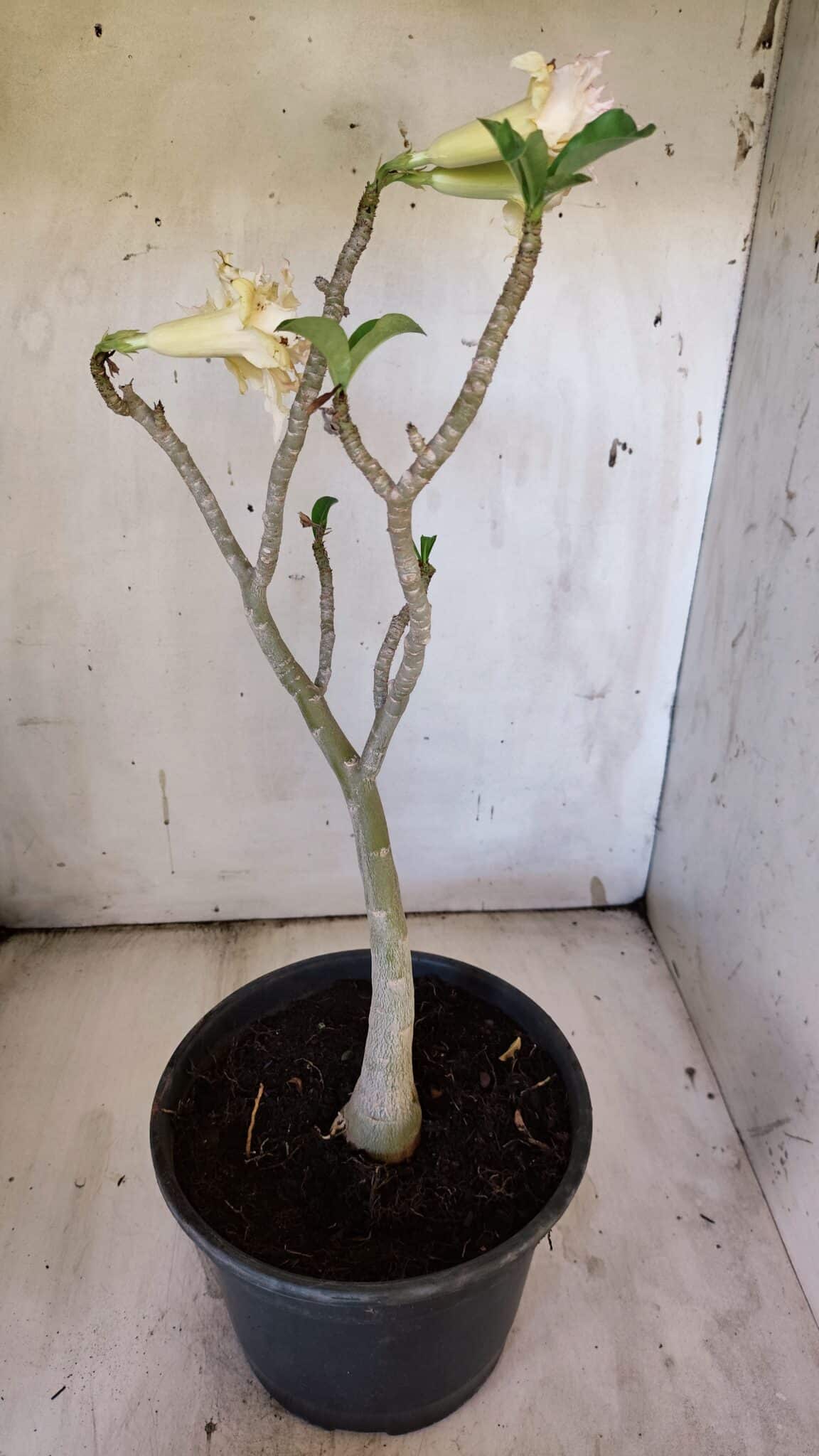 Planta Dobrada 3112 – 40cm – 03 anos