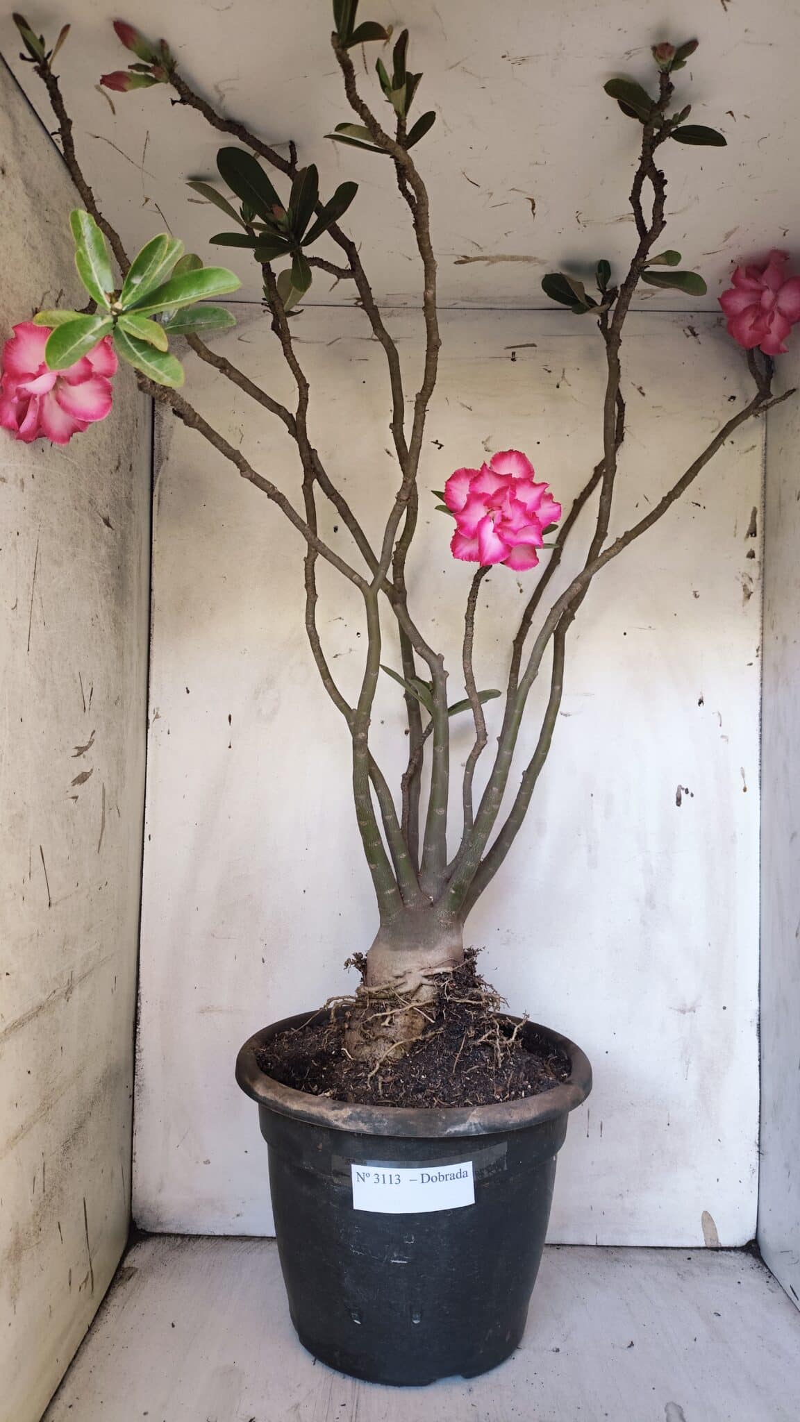 Planta Dobrada 3113 – 70cm – 06 anos