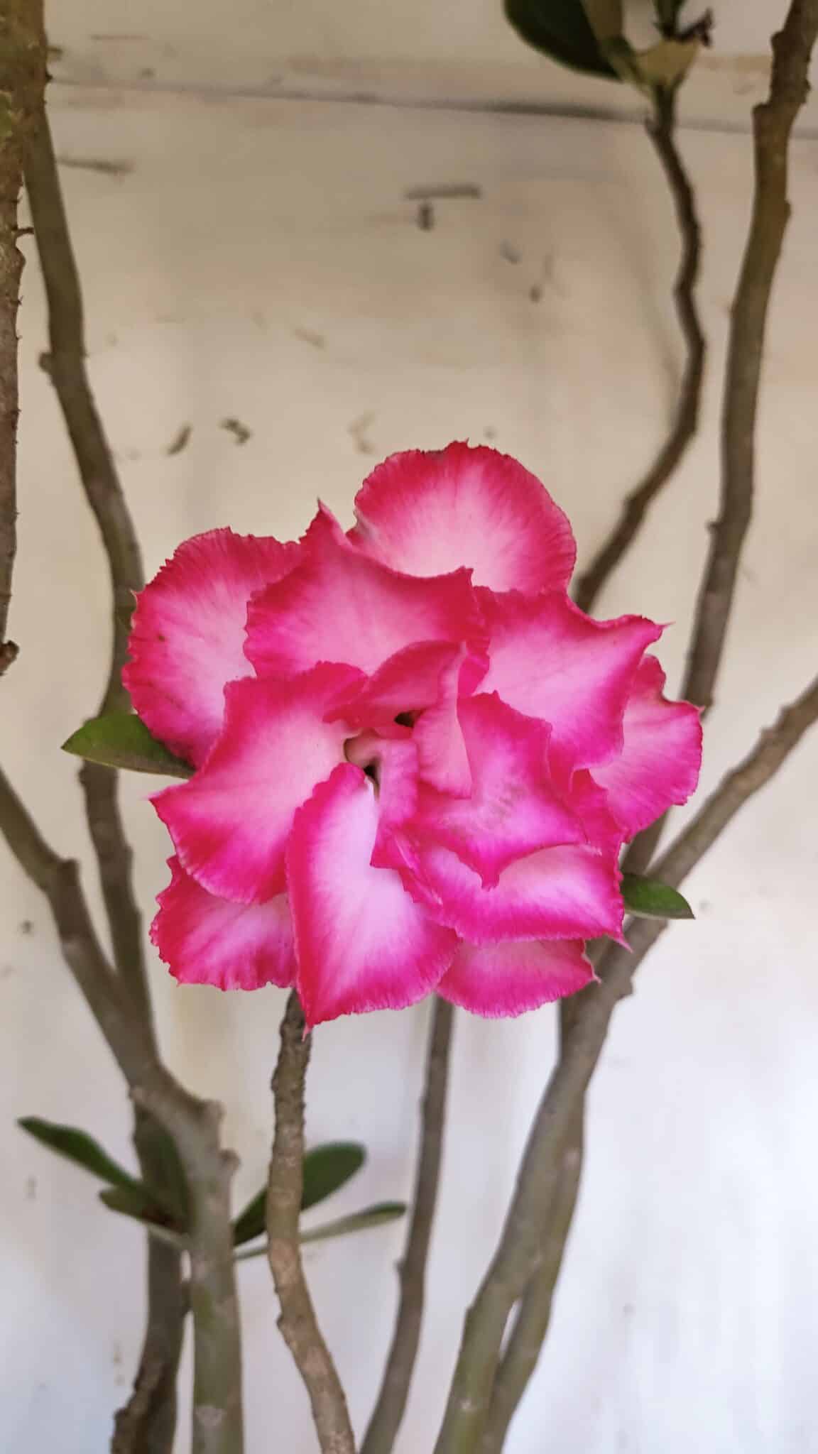 Planta Dobrada 3113 – 70cm – 06 anos