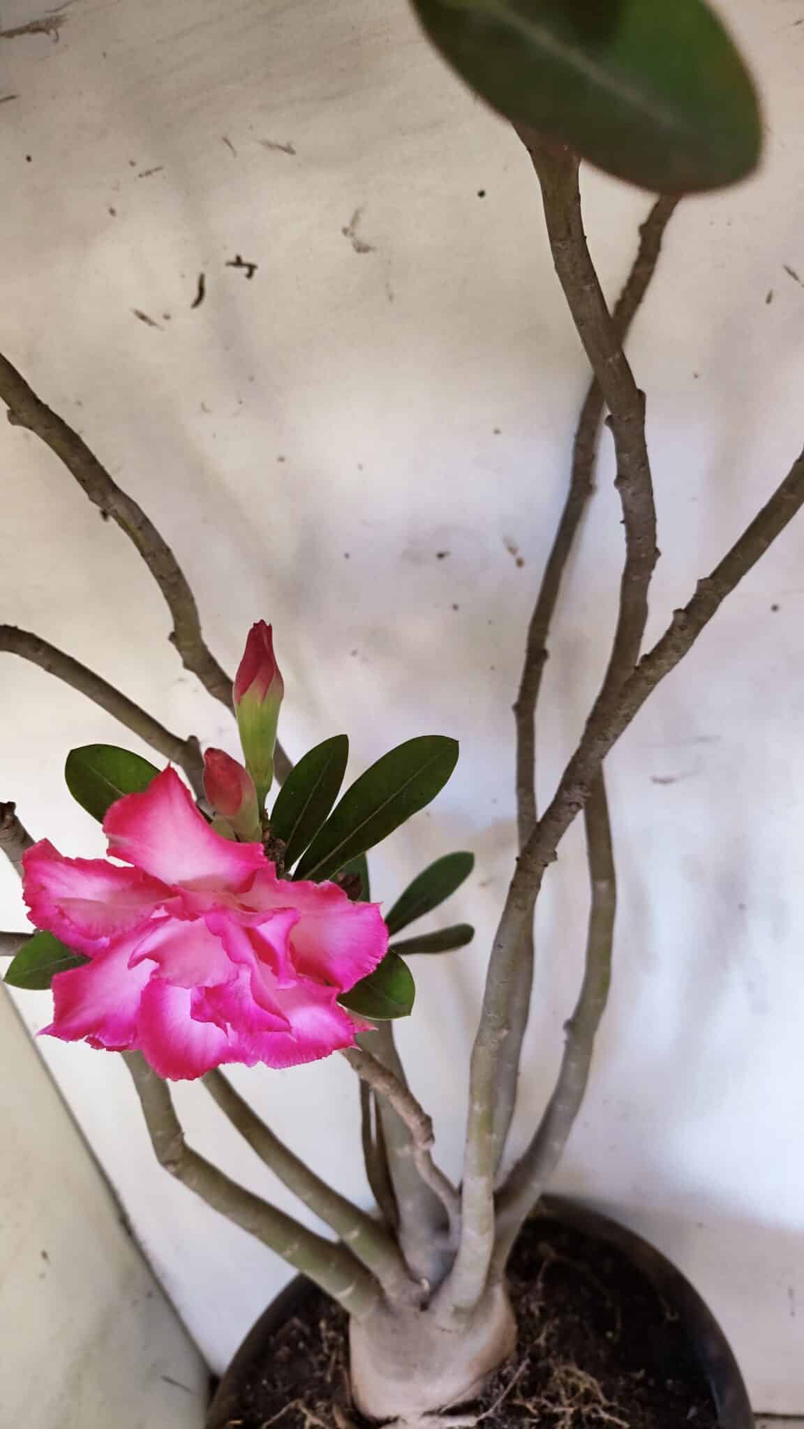 Planta Dobrada 3113 – 70cm – 06 anos
