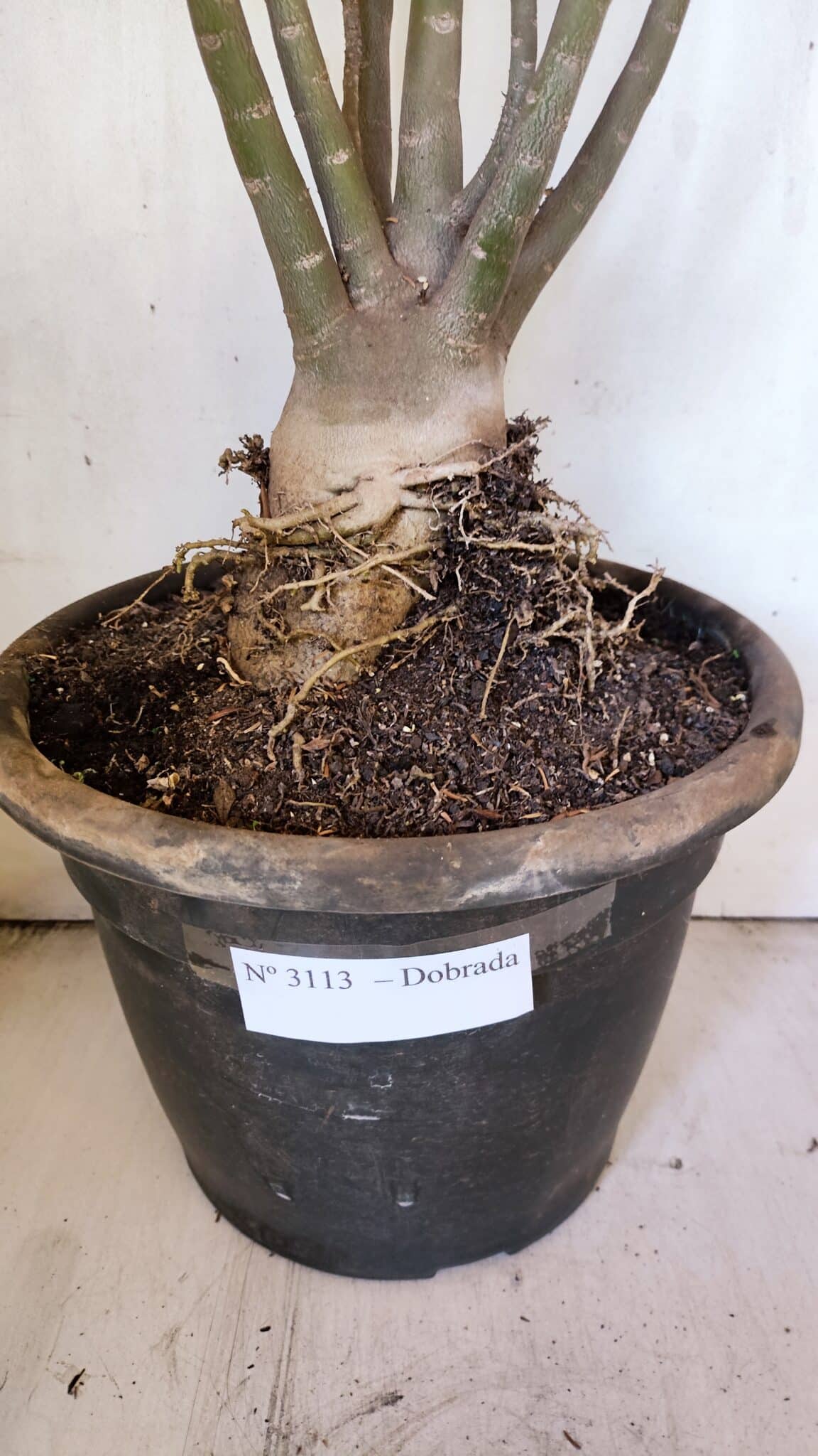 Planta Dobrada 3113 – 70cm – 06 anos