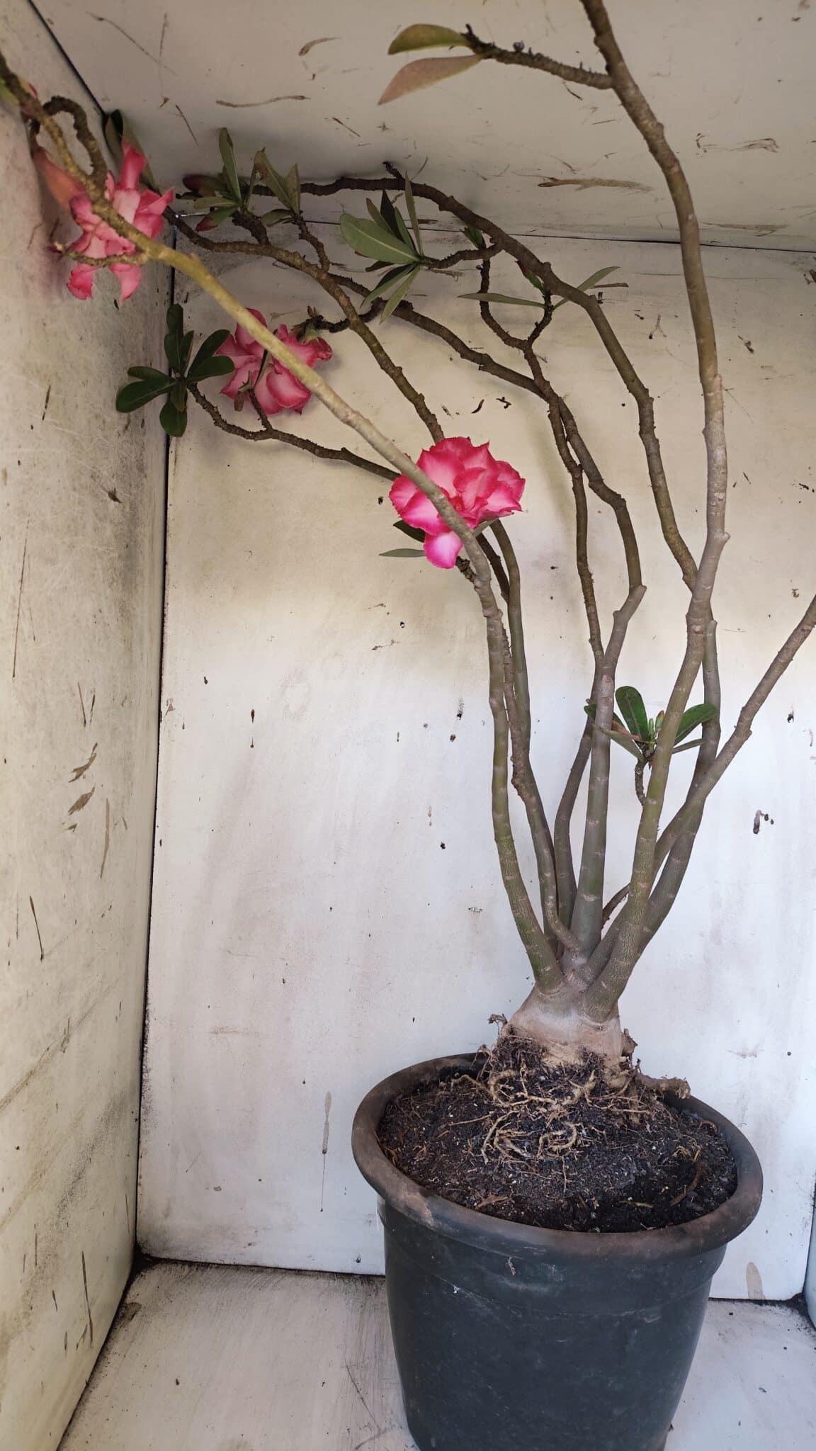 Planta Dobrada 3113 – 70cm – 06 anos