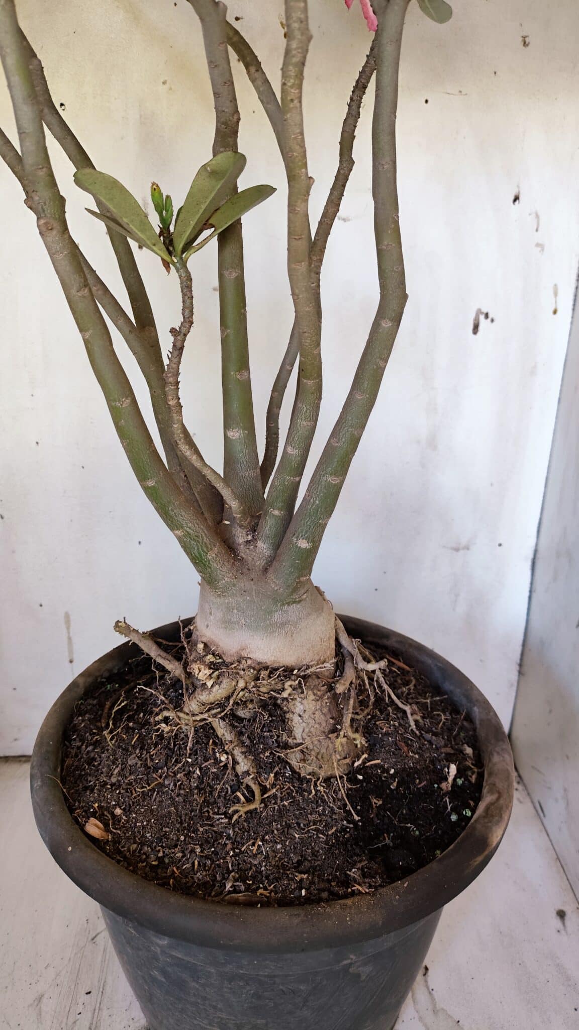 Planta Dobrada 3113 – 70cm – 06 anos