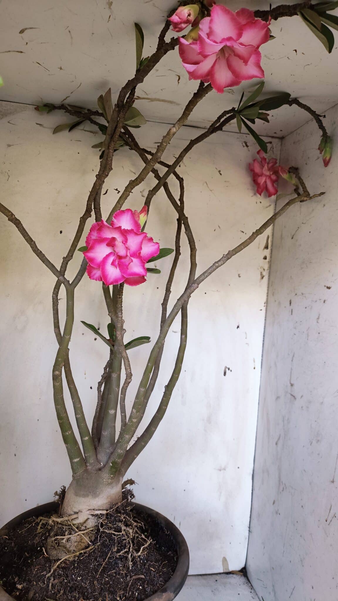 Planta Dobrada 3113 – 70cm – 06 anos