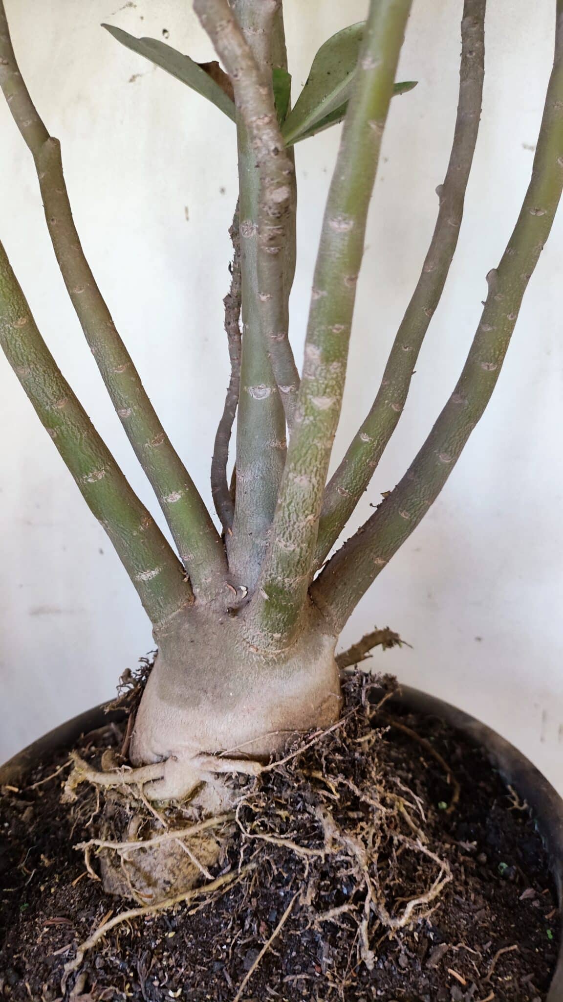 Planta Dobrada 3113 – 70cm – 06 anos