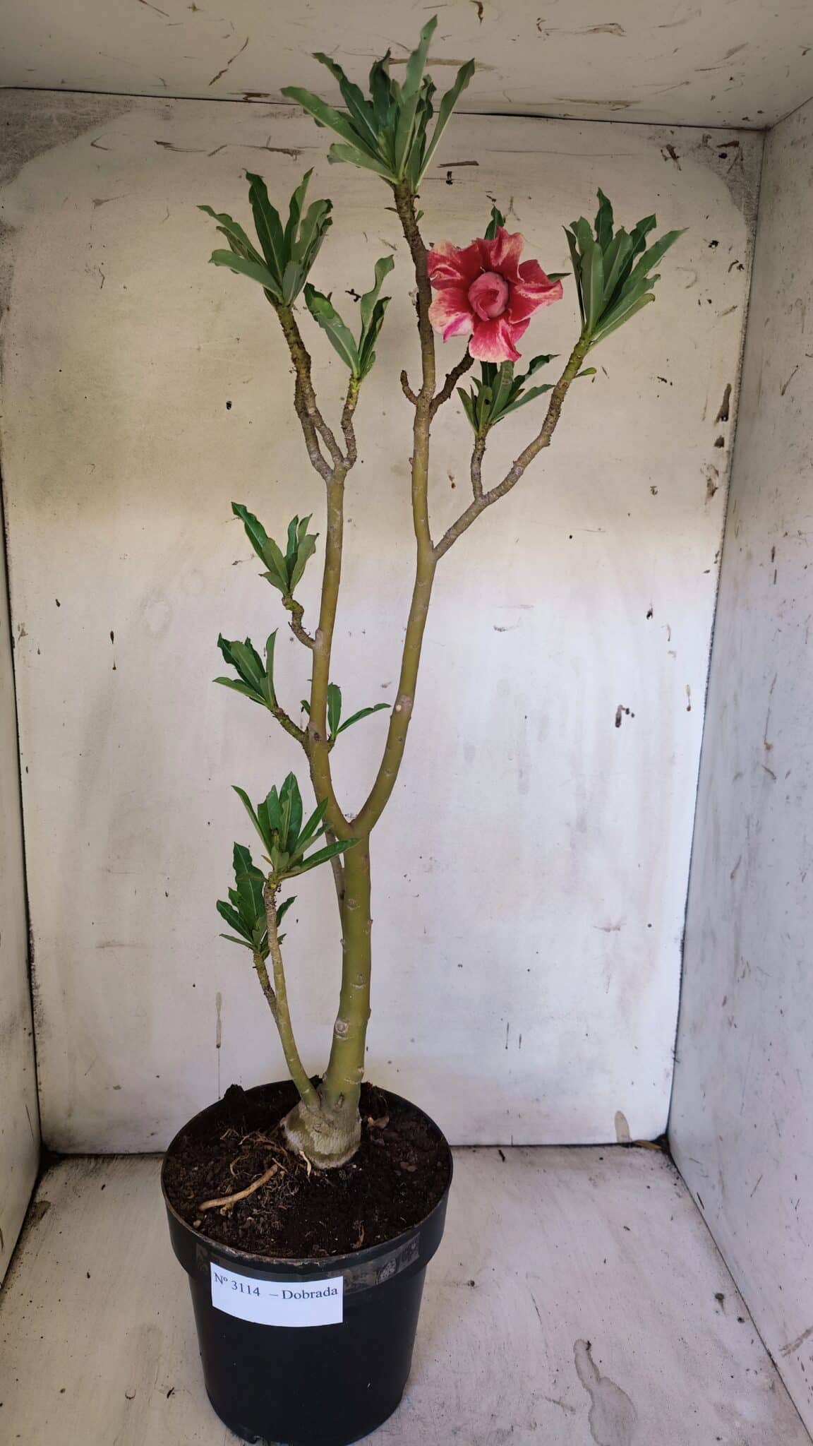 Planta Dobrada 3114 – 50cm – 03 anos