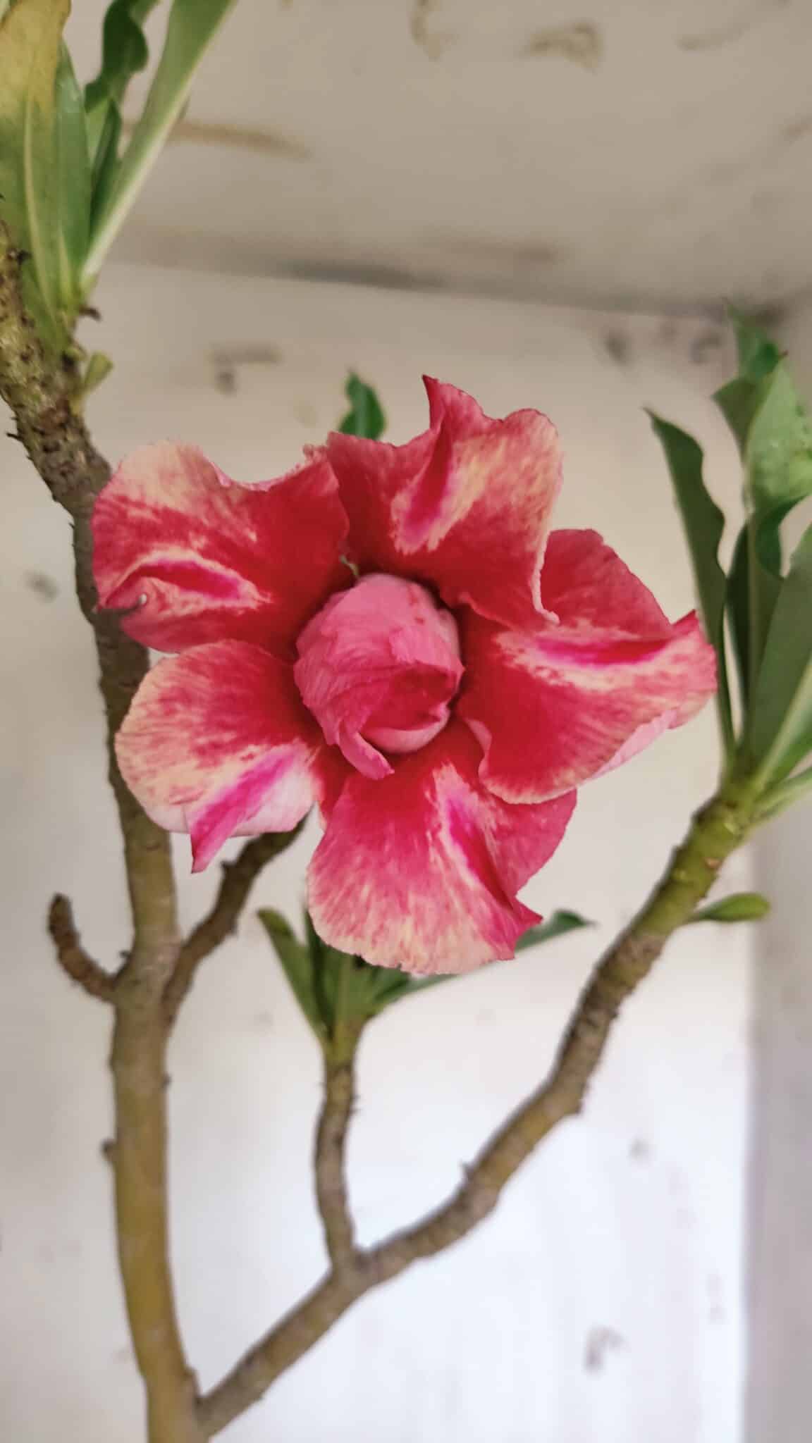 Planta Dobrada 3114 – 50cm – 03 anos