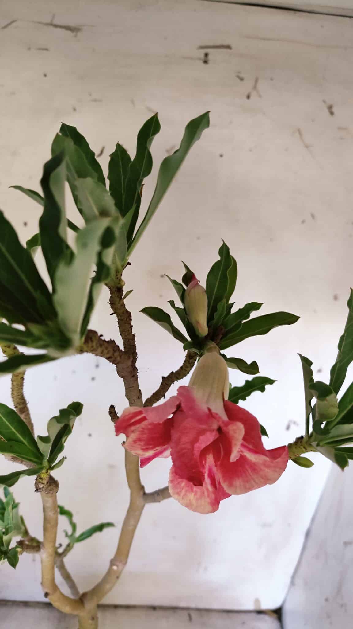 Planta Dobrada 3114 – 50cm – 03 anos