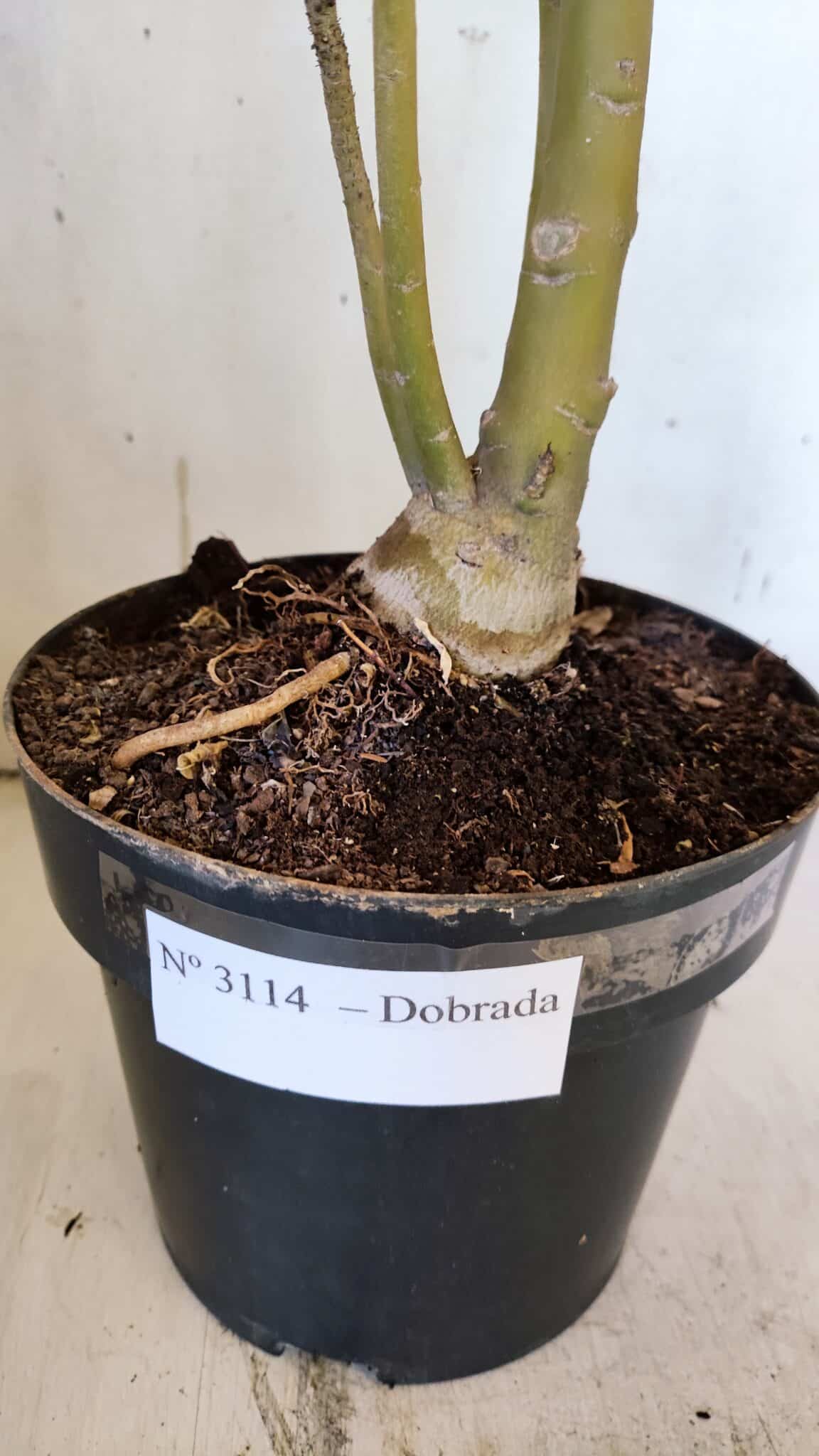 Planta Dobrada 3114 – 50cm – 03 anos