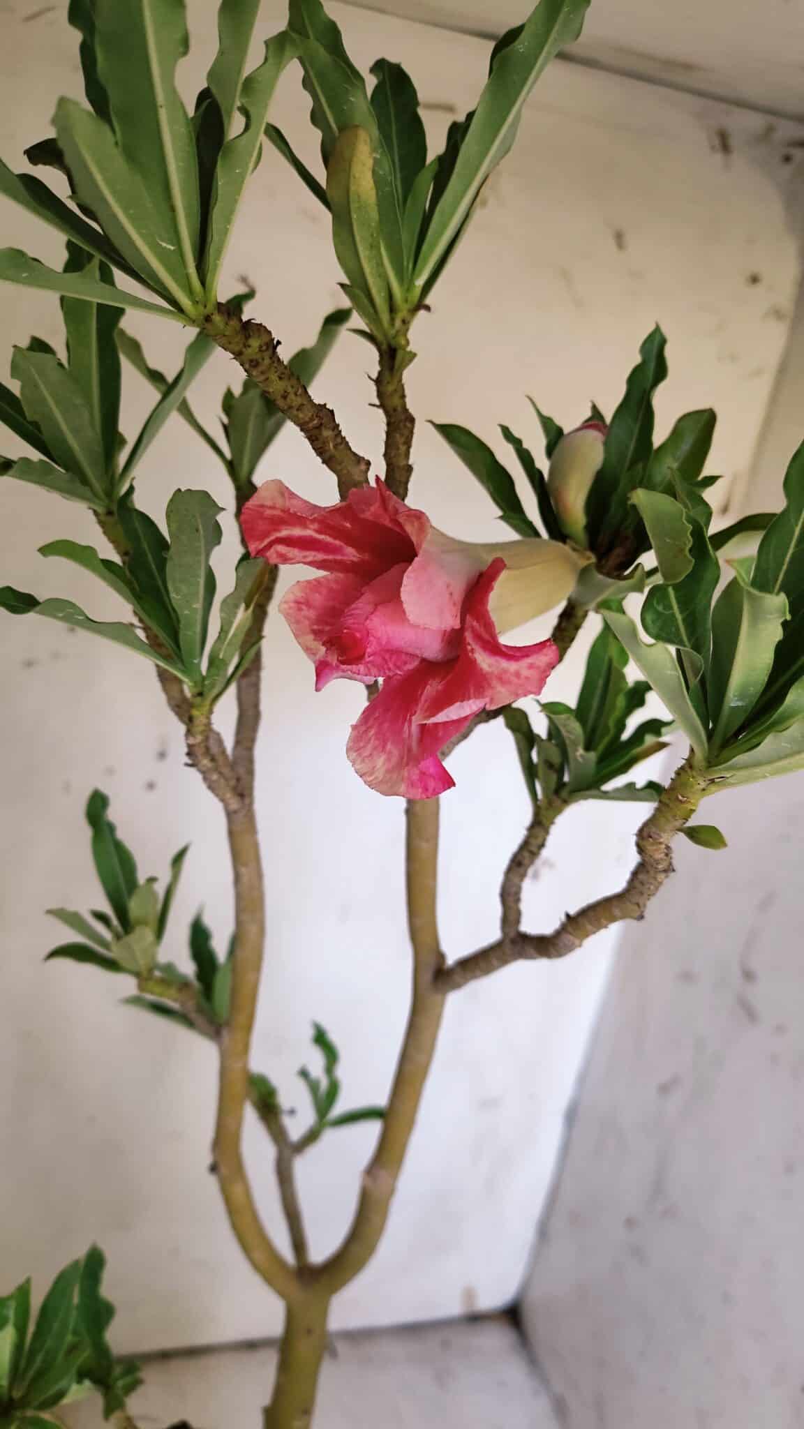 Planta Dobrada 3114 – 50cm – 03 anos