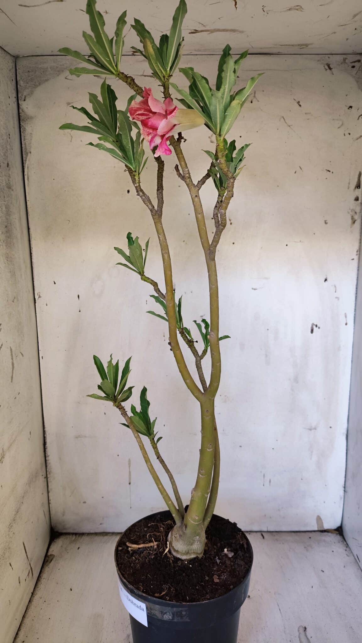 Planta Dobrada 3114 – 50cm – 03 anos