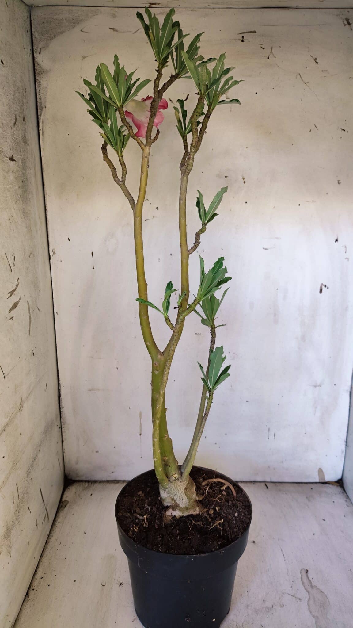 Planta Dobrada 3114 – 50cm – 03 anos